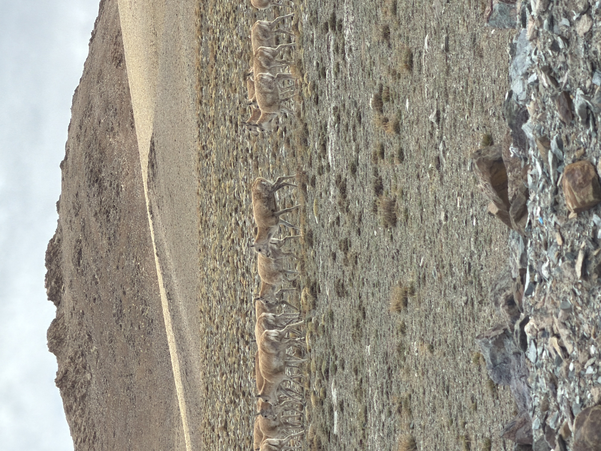 Tibetan antelope herd spotted traversing rocky plateau near Hor