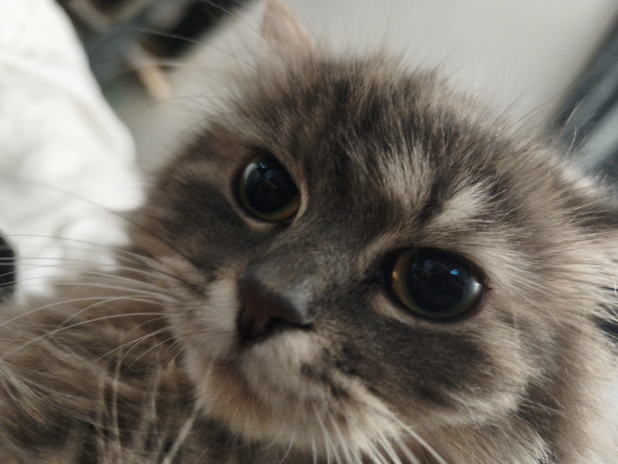 An evening's worth of cat and kitten photos