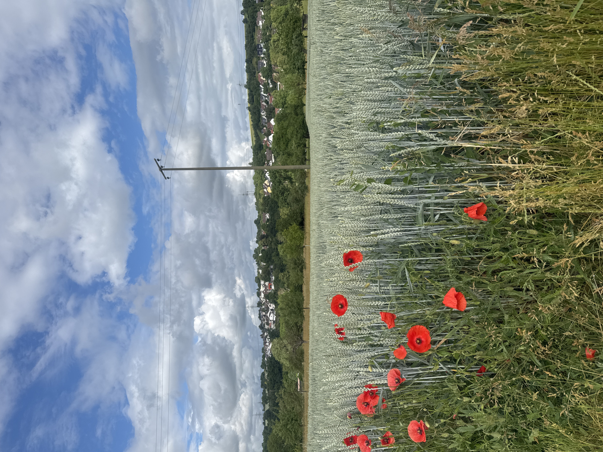 Morning countryside walk documented in rural Sachsenheim, Germany