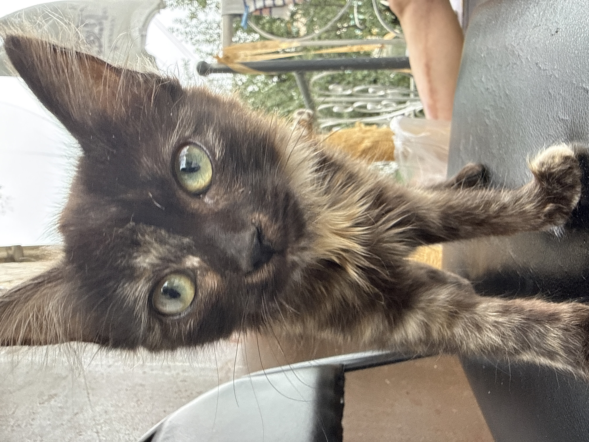 Pets, garden flowers, and collectibles from one Tekeli morning