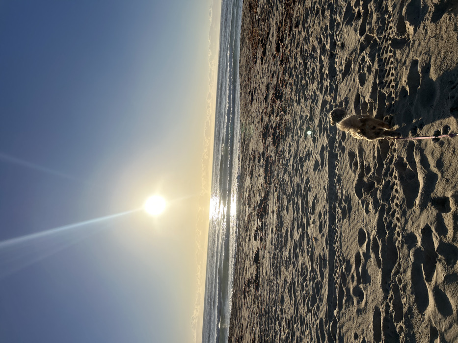 Beach walk with dog captured in Bulli sunrise