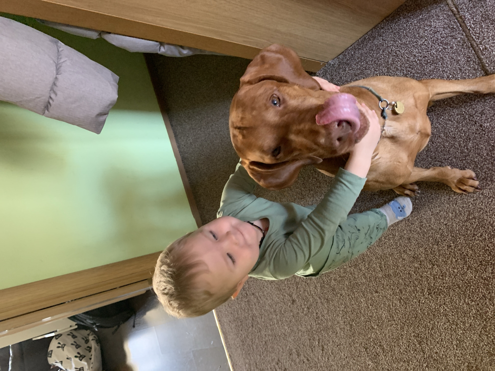 Vizsla dog rests and follows commands in Saint Petersburg home
