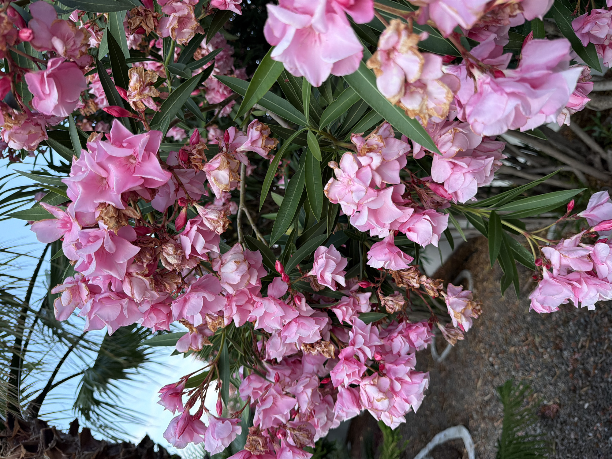 Evening poolside scenes with blooming oleanders in Mont-roig del Camp