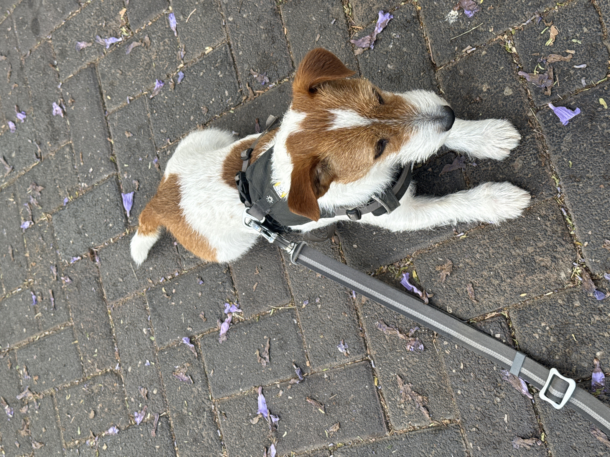 Morning scenes documented around Raanana, Israel parks and streets