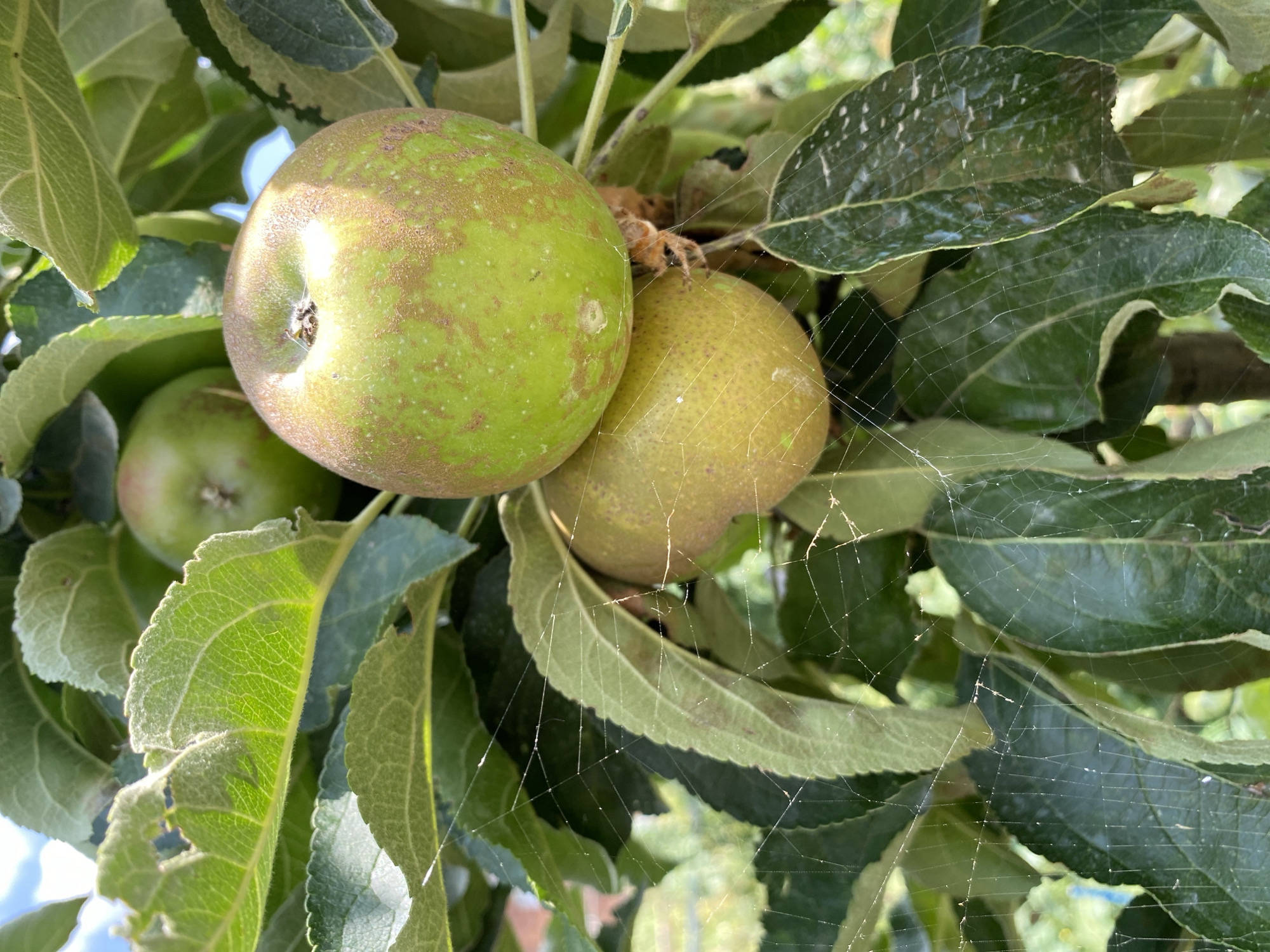 Garden life in Maykop: ripening fruit, summer flowers, and pets