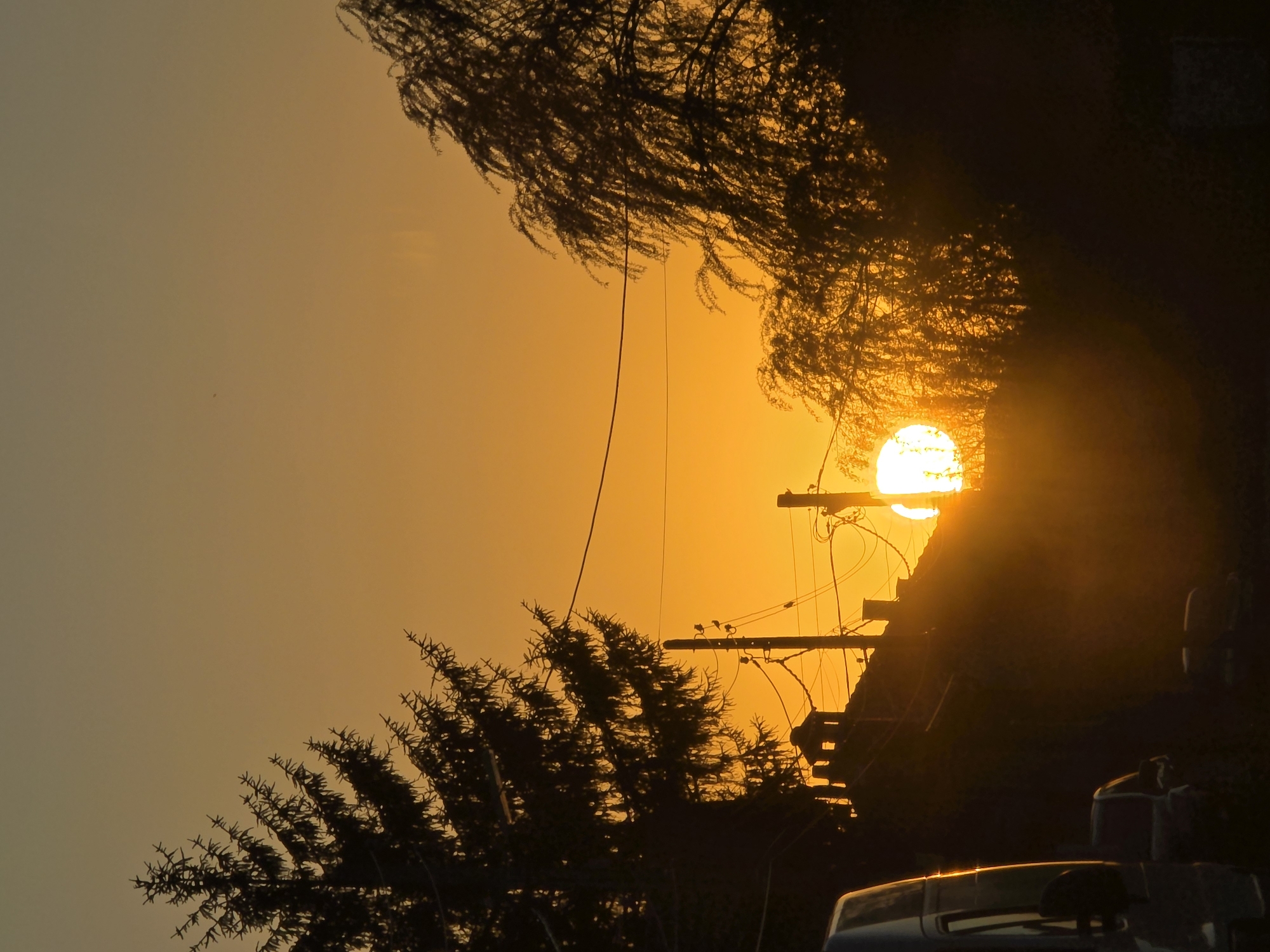 Sunset observed between trees and utility poles in Yagodovo
