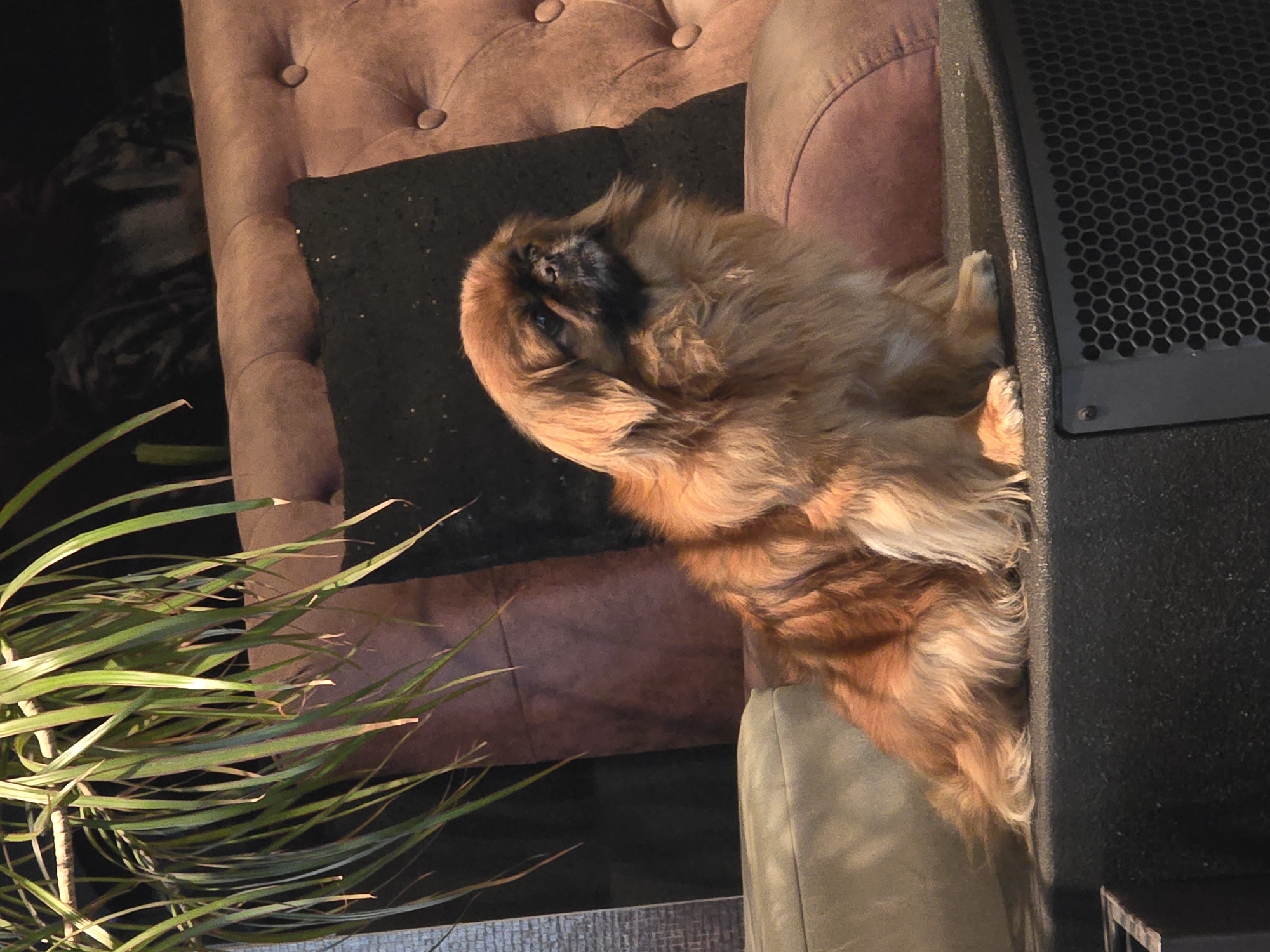 Dog resting at home, soup meal documented in Varna