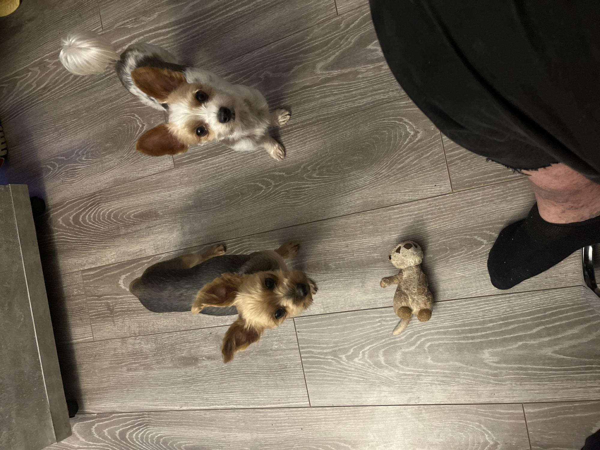Pets, face paint, and local event art in Schwerin