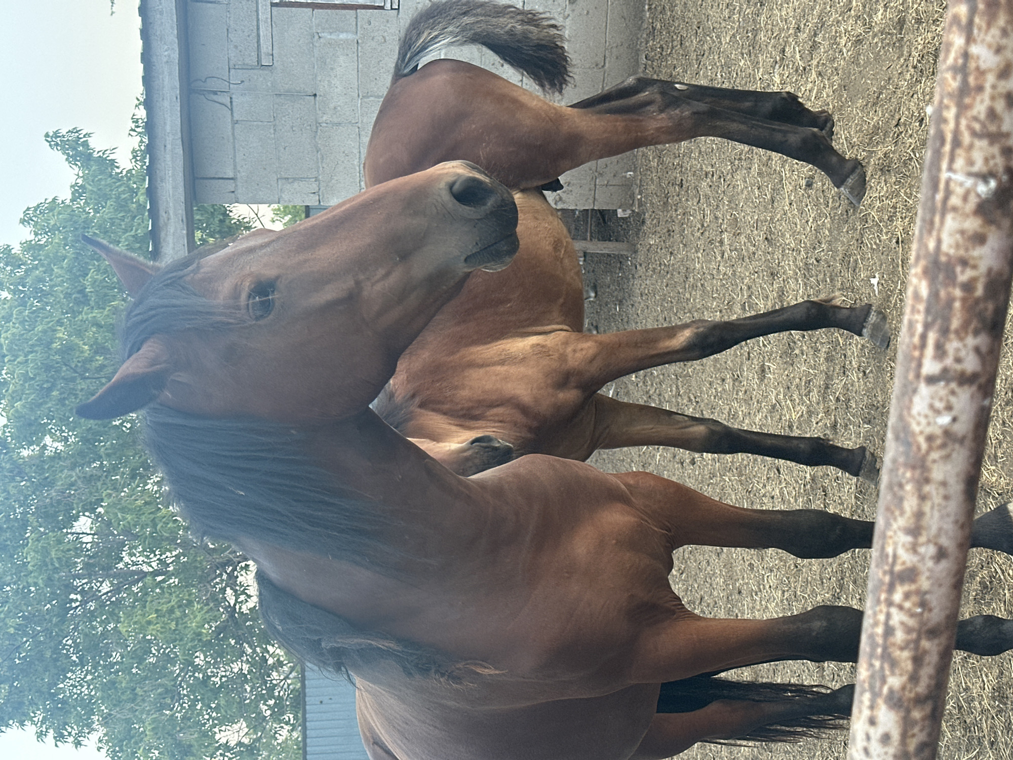 Horses in a rural Kazakh enclosure, drinking and being fed