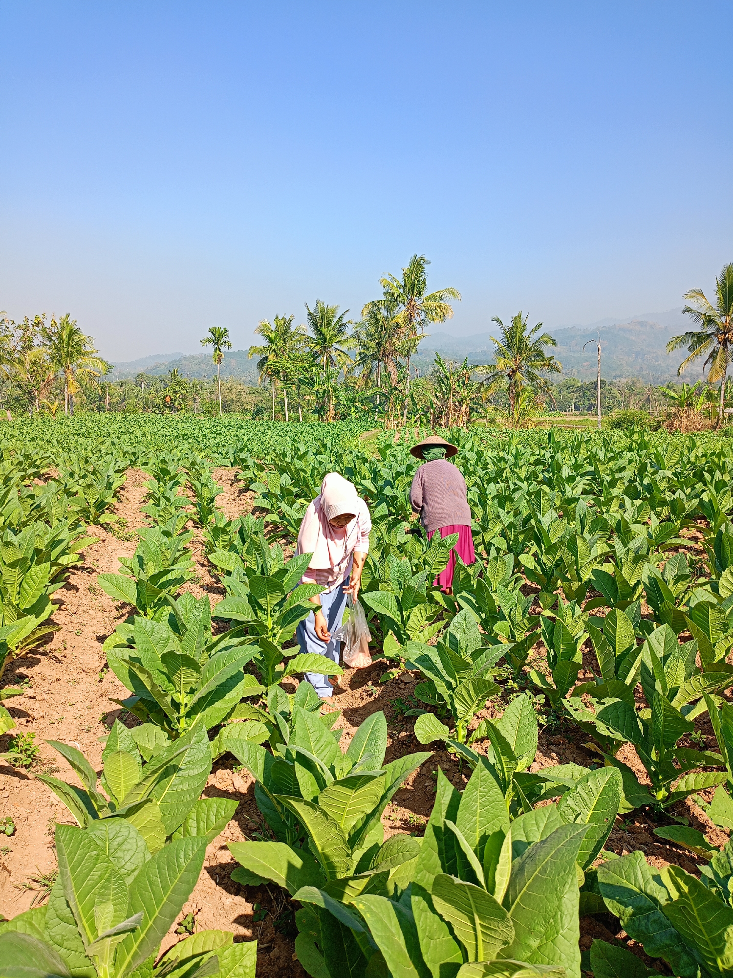 Tobacco field work underway in rural Panduman, Indonesia