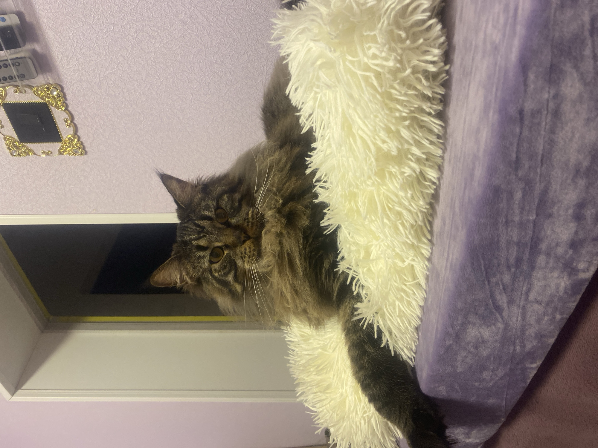 Maine Coon cat photographed resting in Artyom, Russia