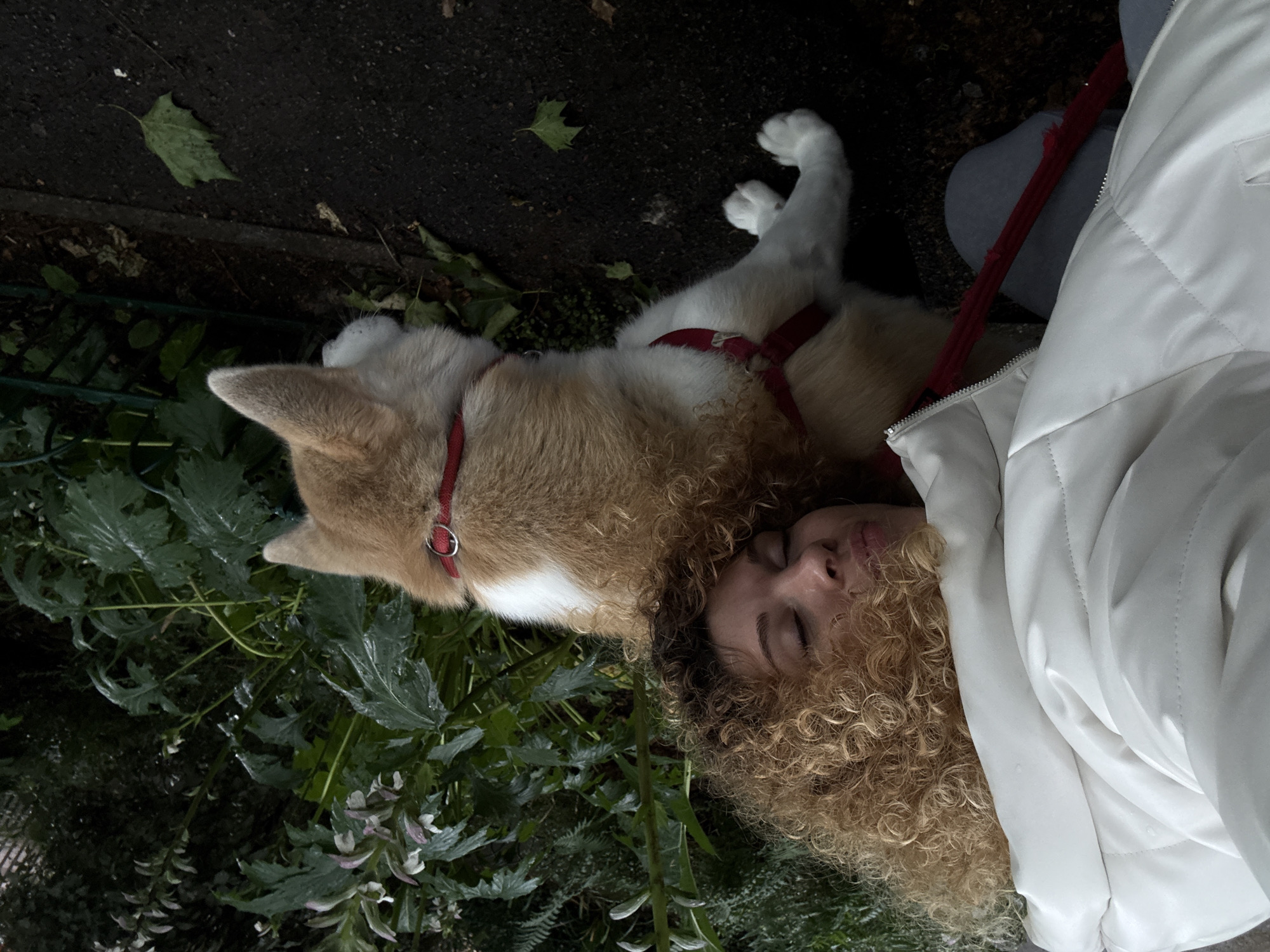 Woman and Akita dog enjoy quiet afternoon in London park