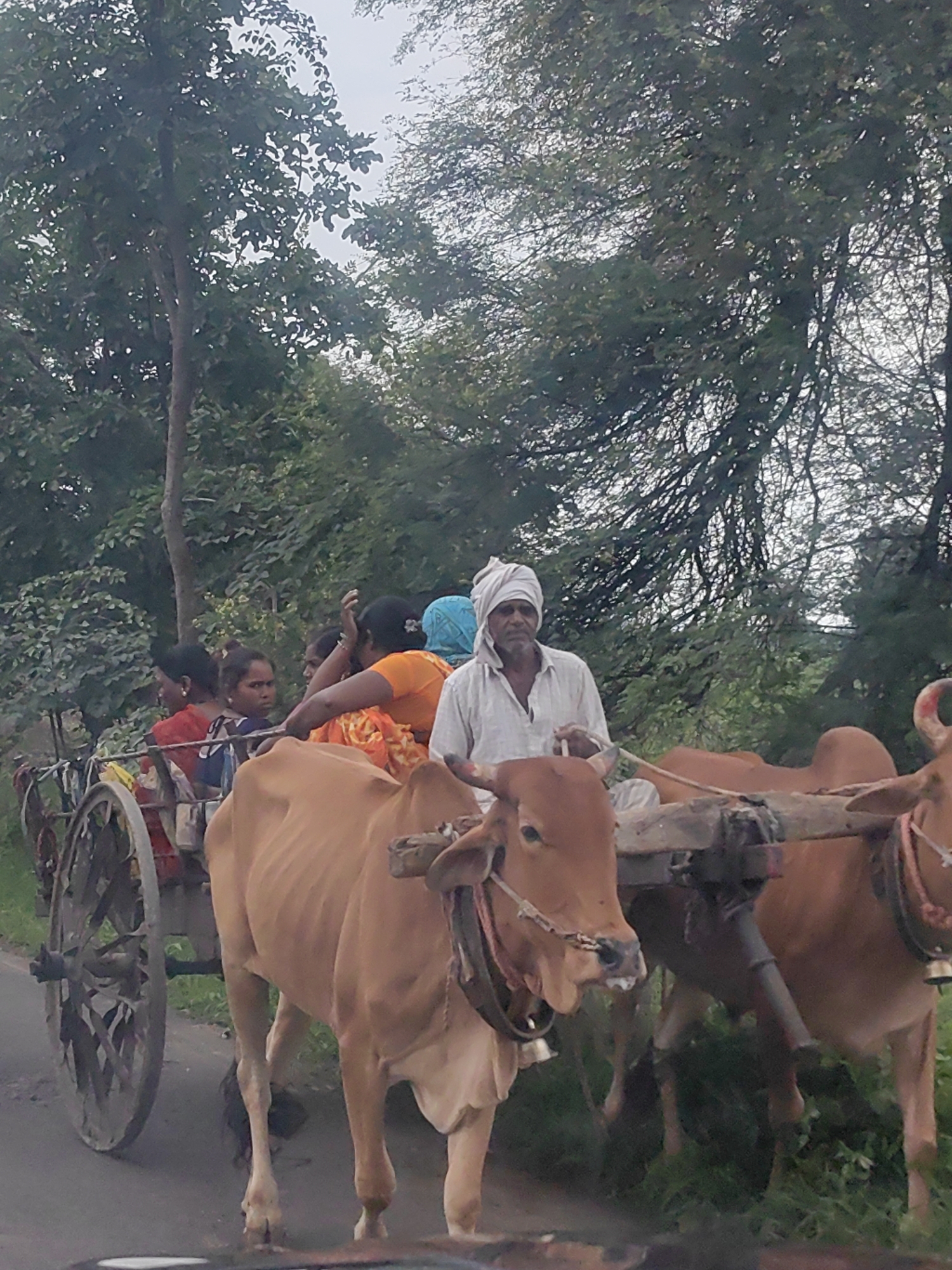Bullock cart rolls through a shaded rural road in Maharashtra