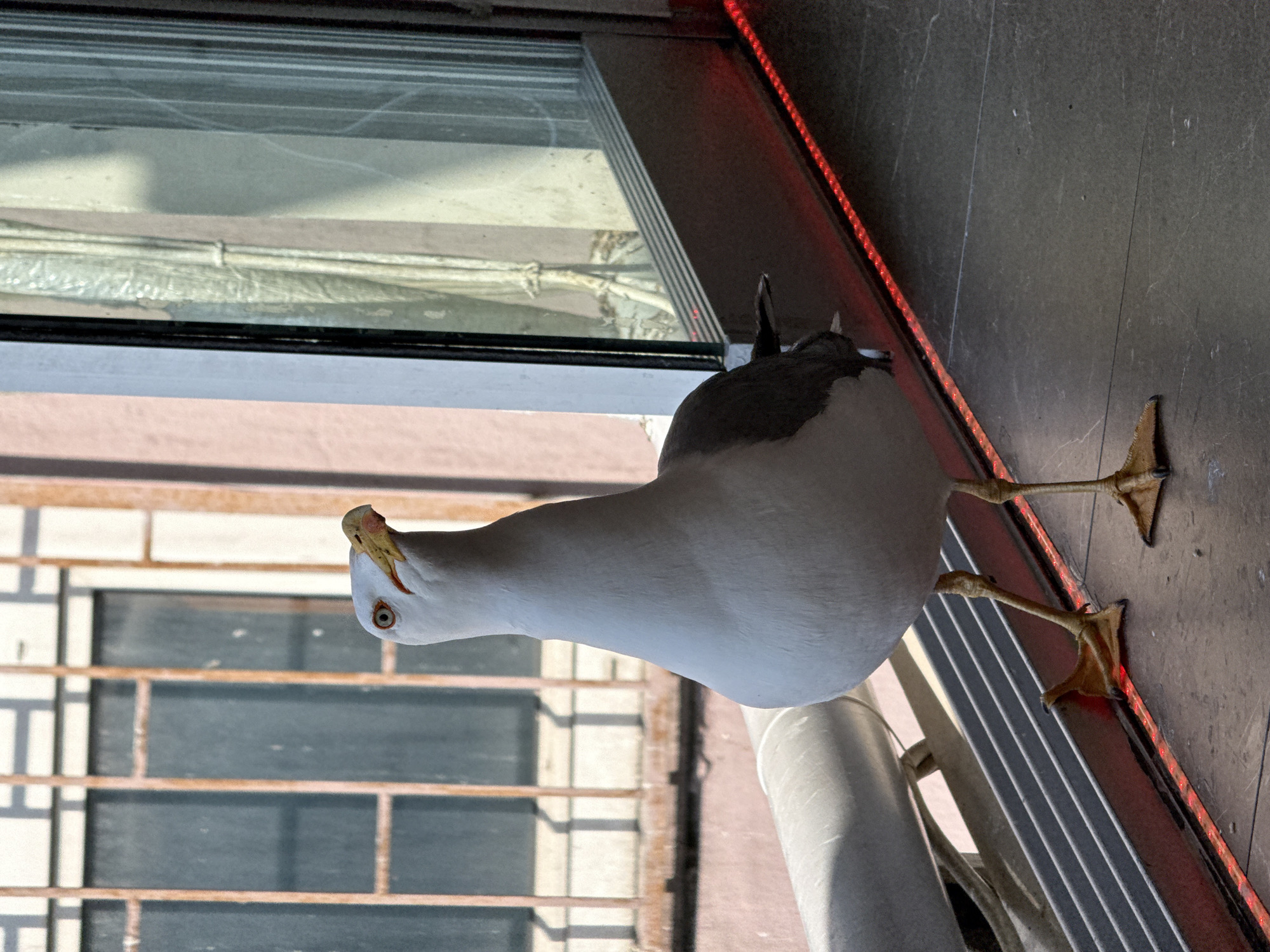 Urban birds spotted across coastal city during morning hours