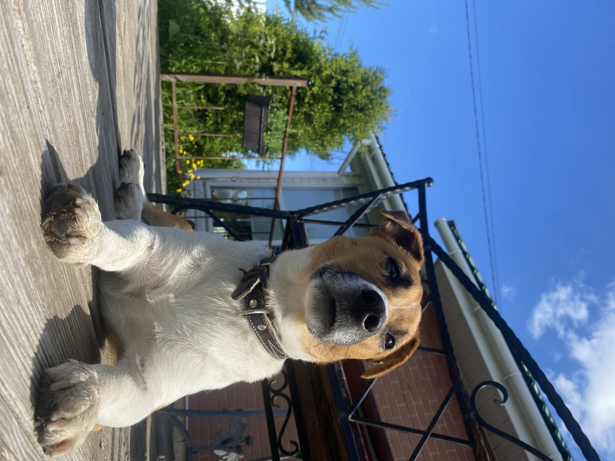 Jack Russell Terrier's morning around a Russian dacha