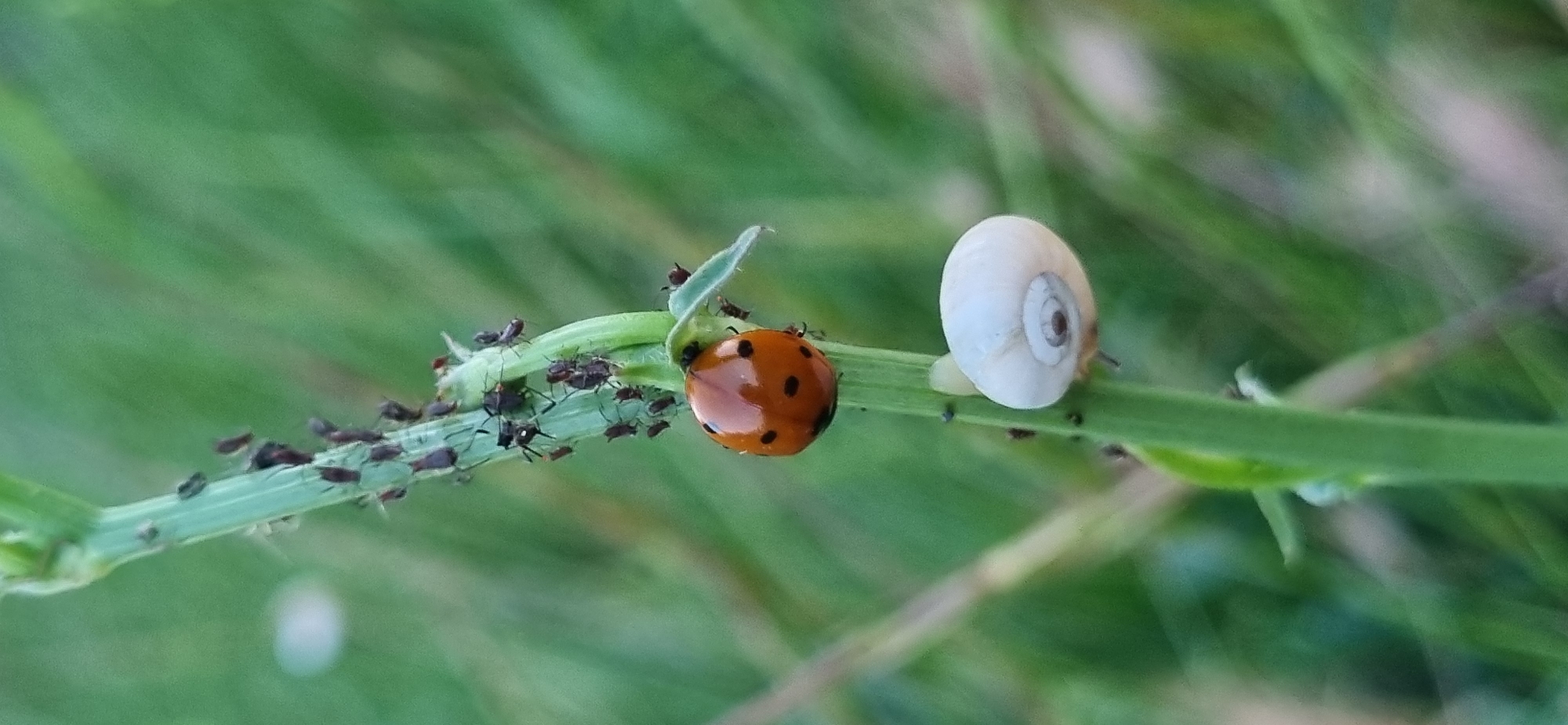 Nature photography session captures small creatures and sunset in Ukraine