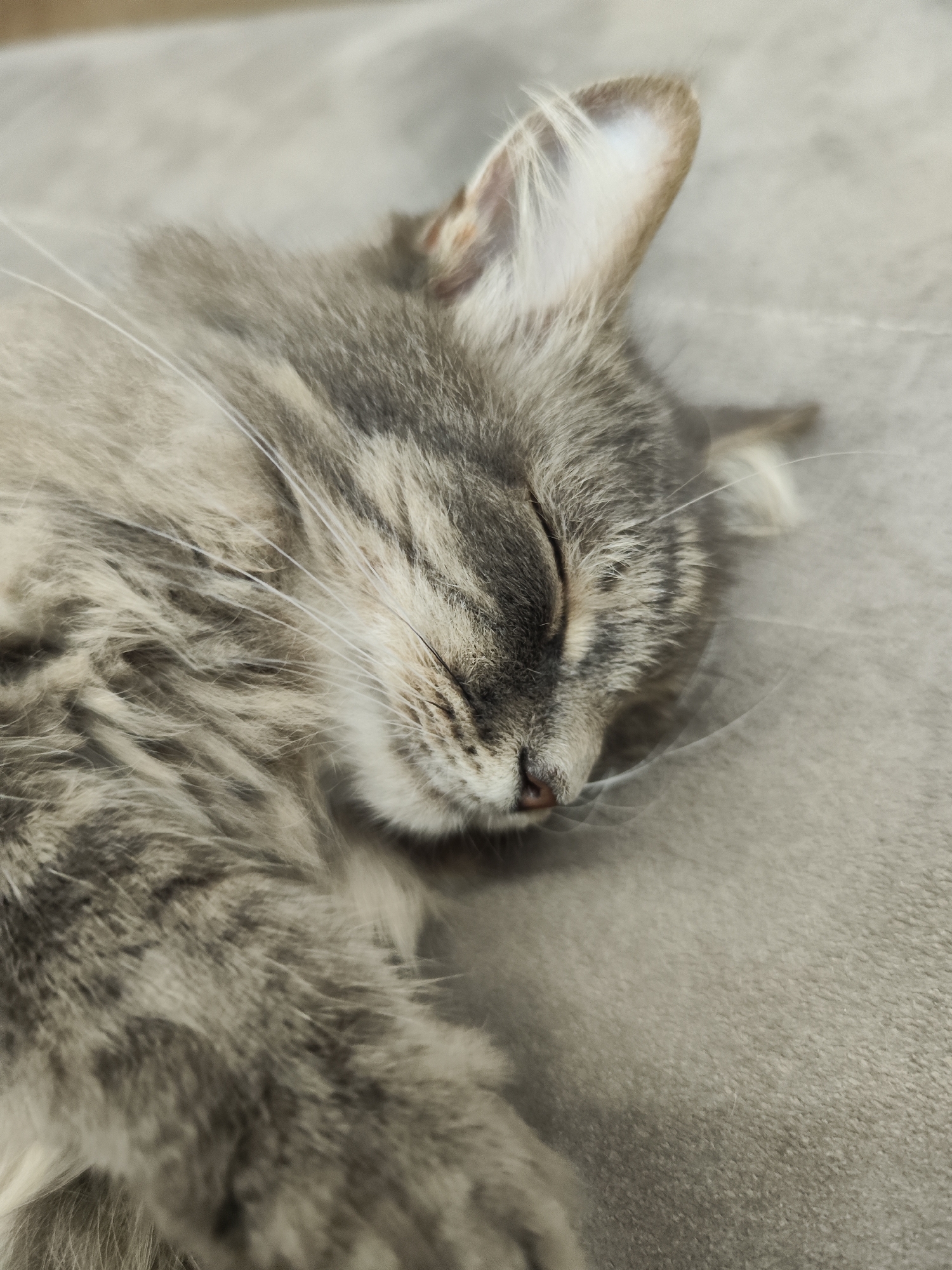 Evening scenes captured in Chaikovsky: sleeping cat, roads, twilight