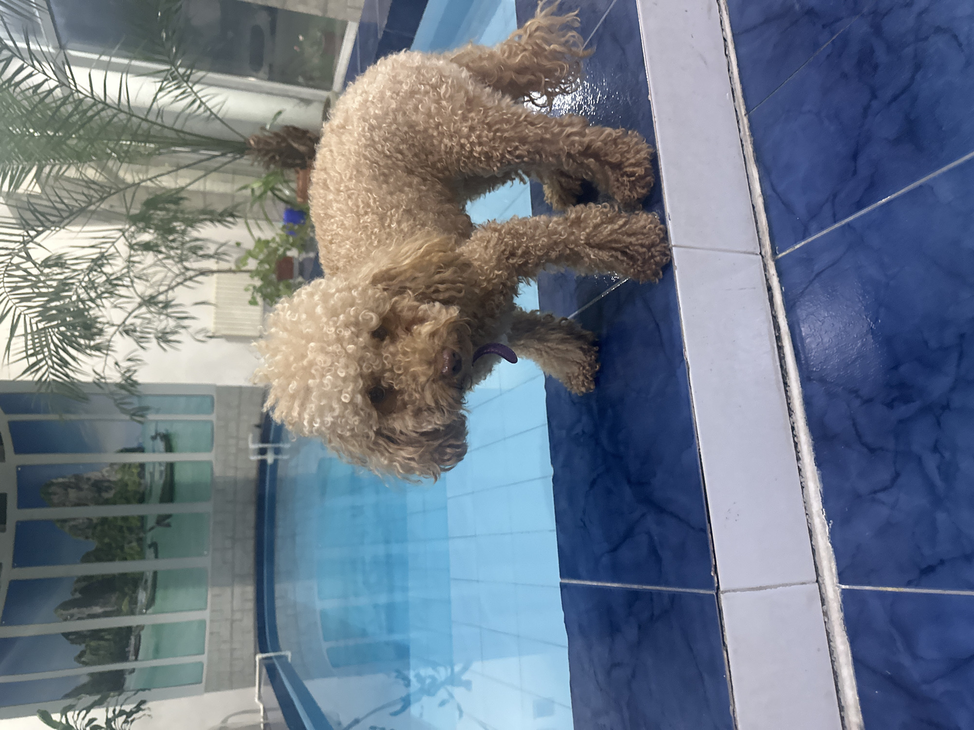 Poodle spends afternoon by indoor pool in Armavir