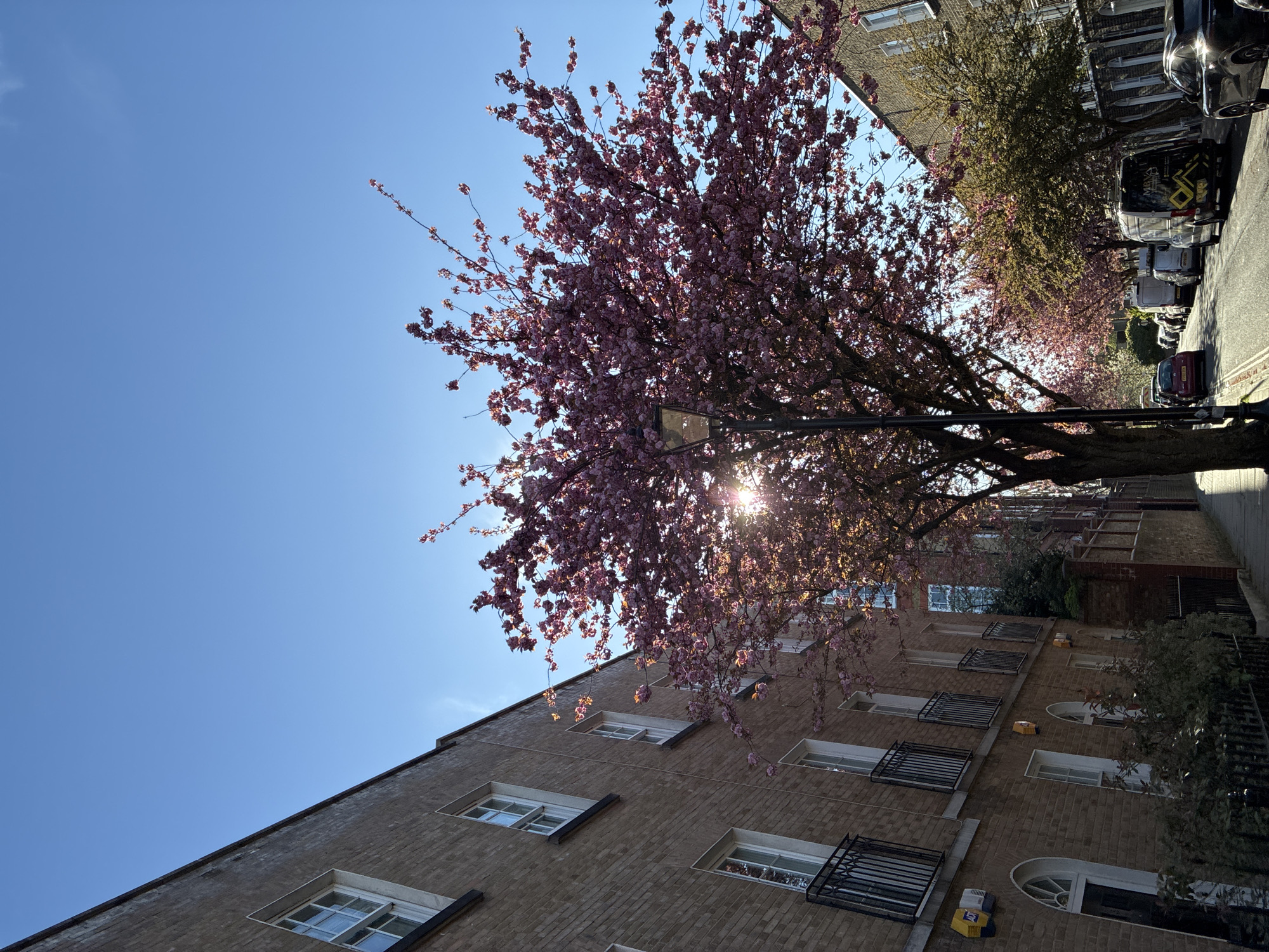 Cherry trees bloom along London residential street