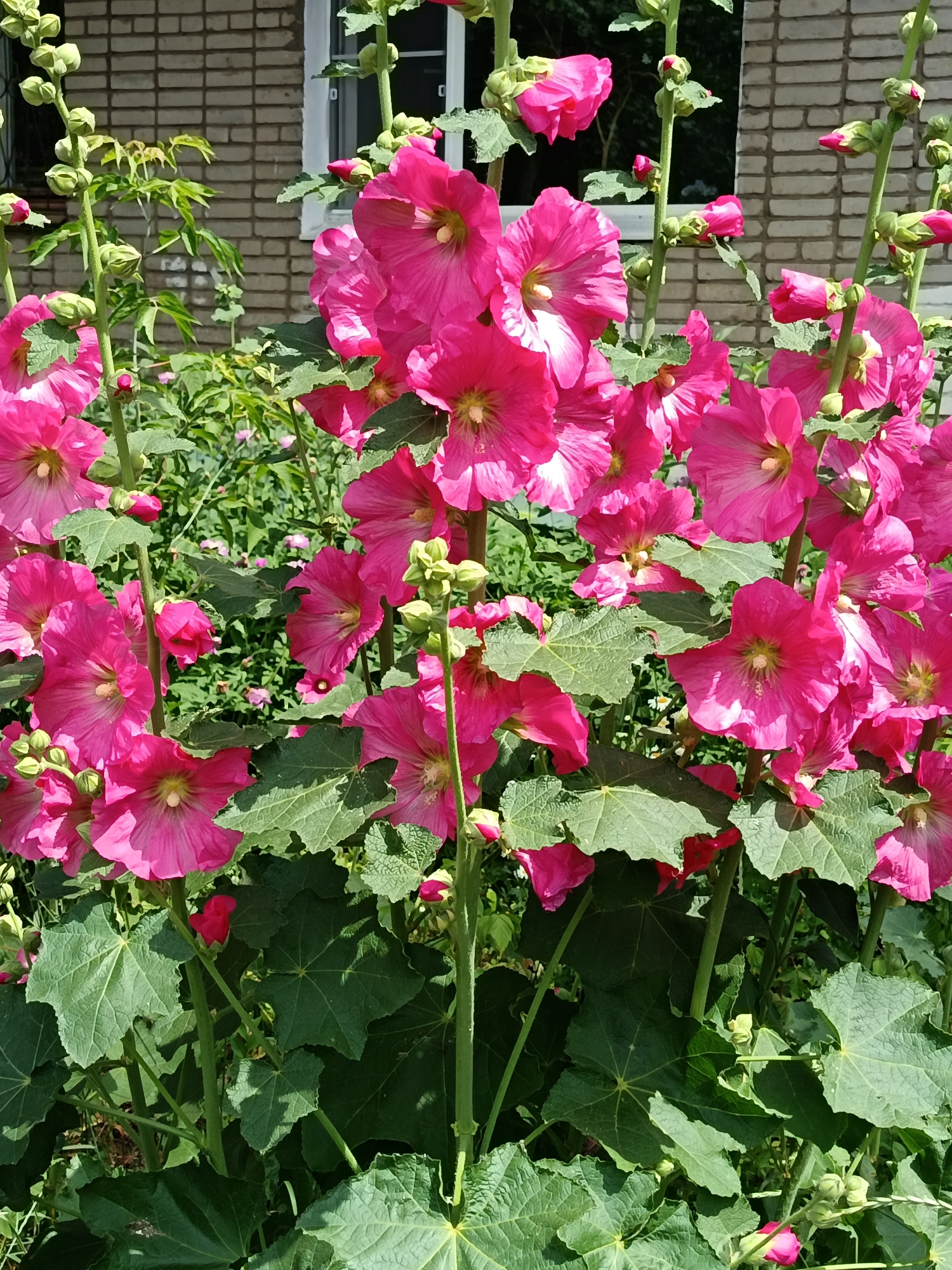 Midsummer street scenes and garden details in Komsomolsk-on-Amur