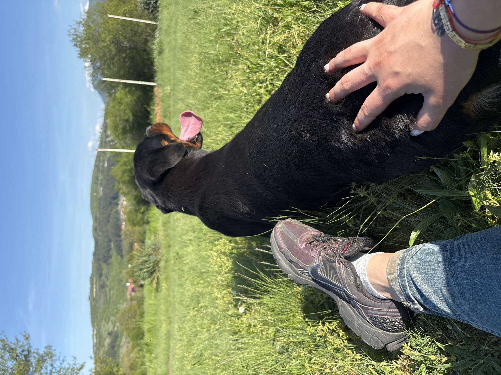 Person plays with Rottweiler in sunny Bulgarian field