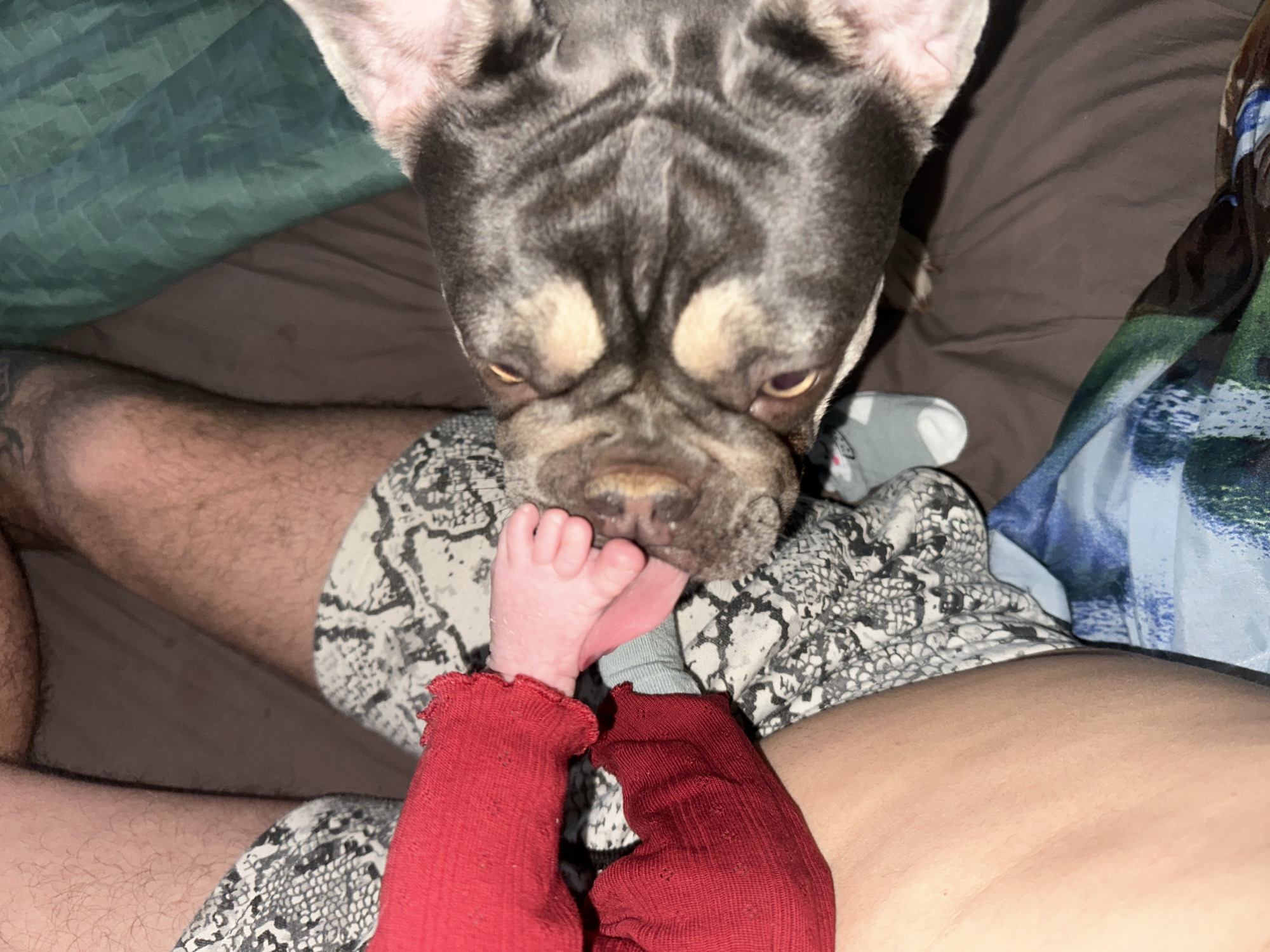French Bulldog's afternoon documented across indoor and outdoor moments