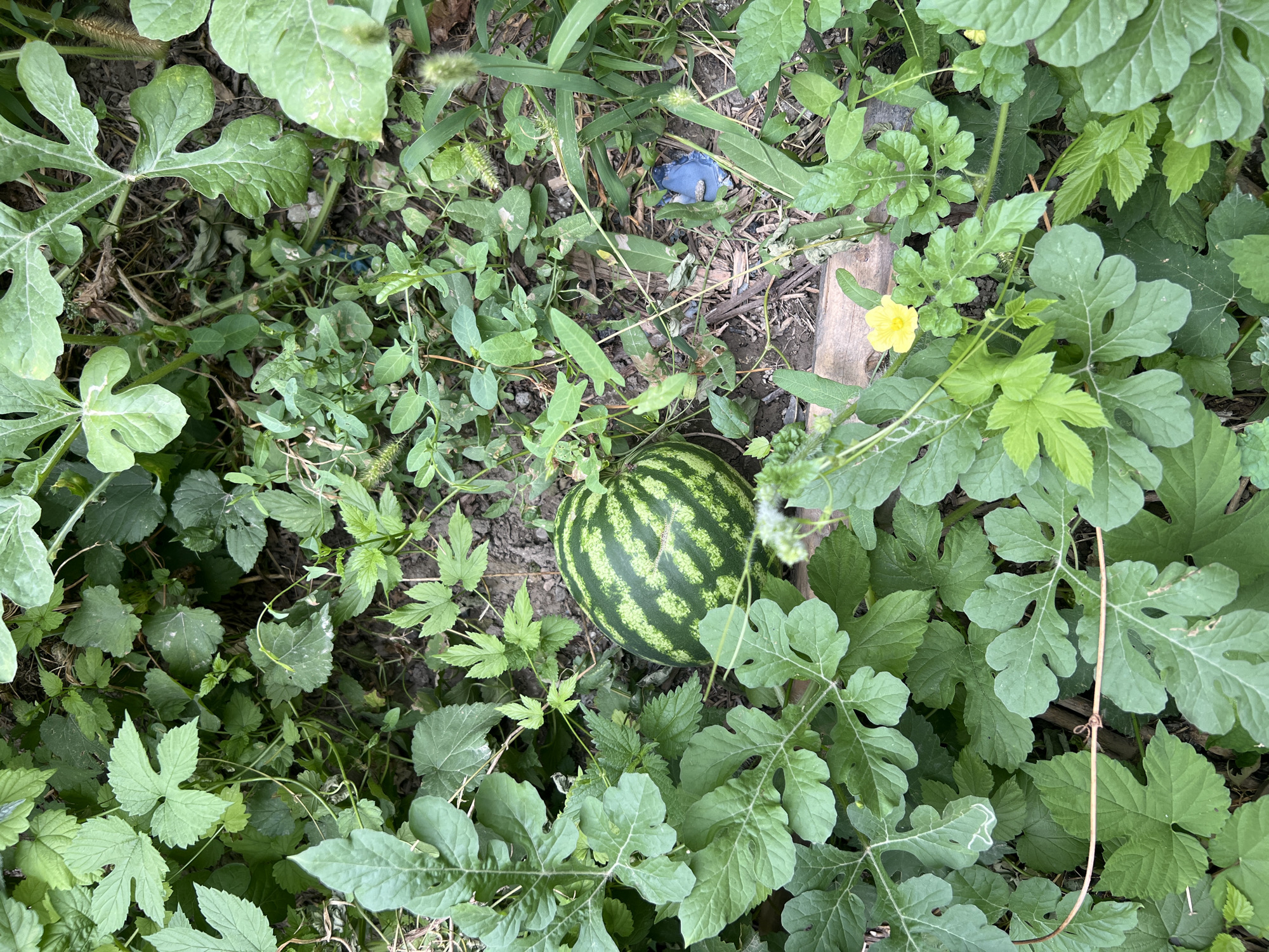 Kittens, a watermelon, and backyard greenery on a quiet morning