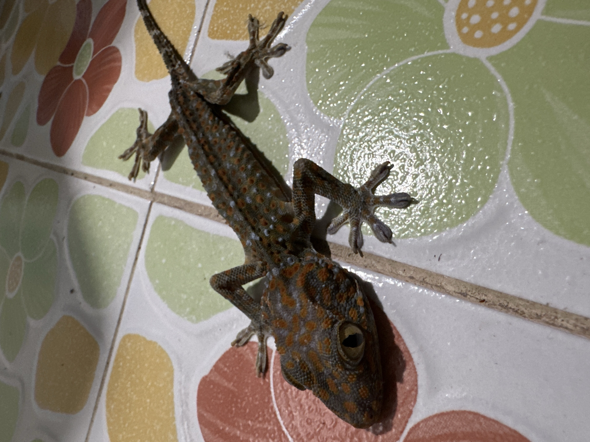 Tropical wildlife encounters in Koh Phangan accommodation