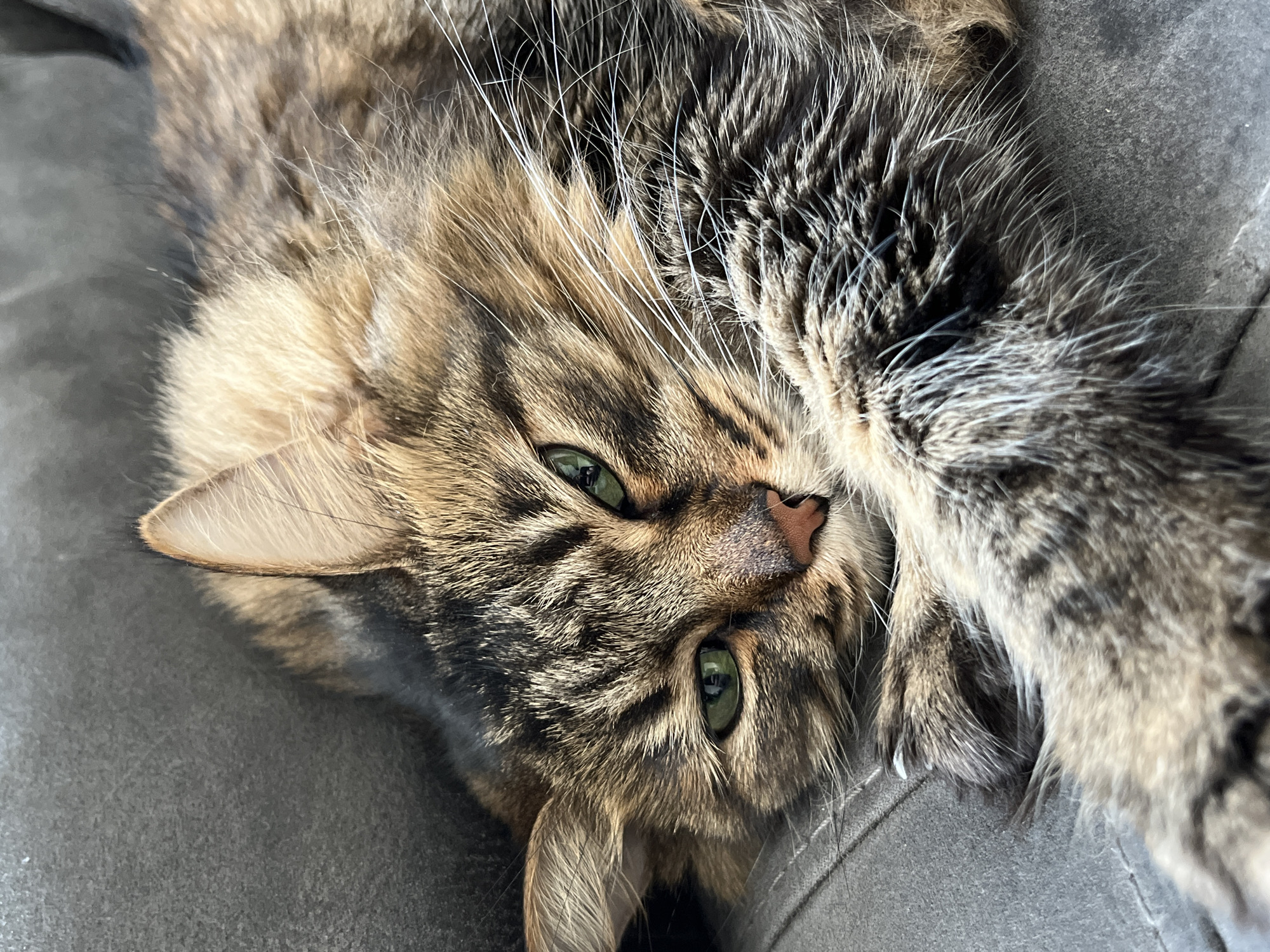 Brown tabby cat relaxes through a slow June morning