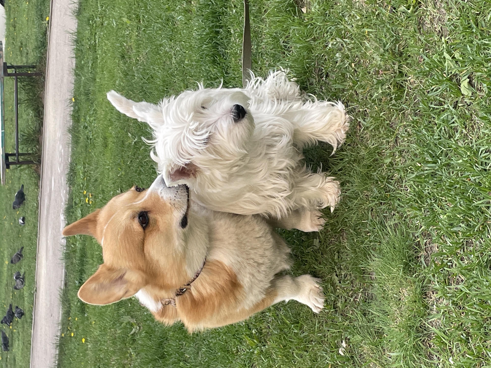 Two dogs play in grassy area in Samara
