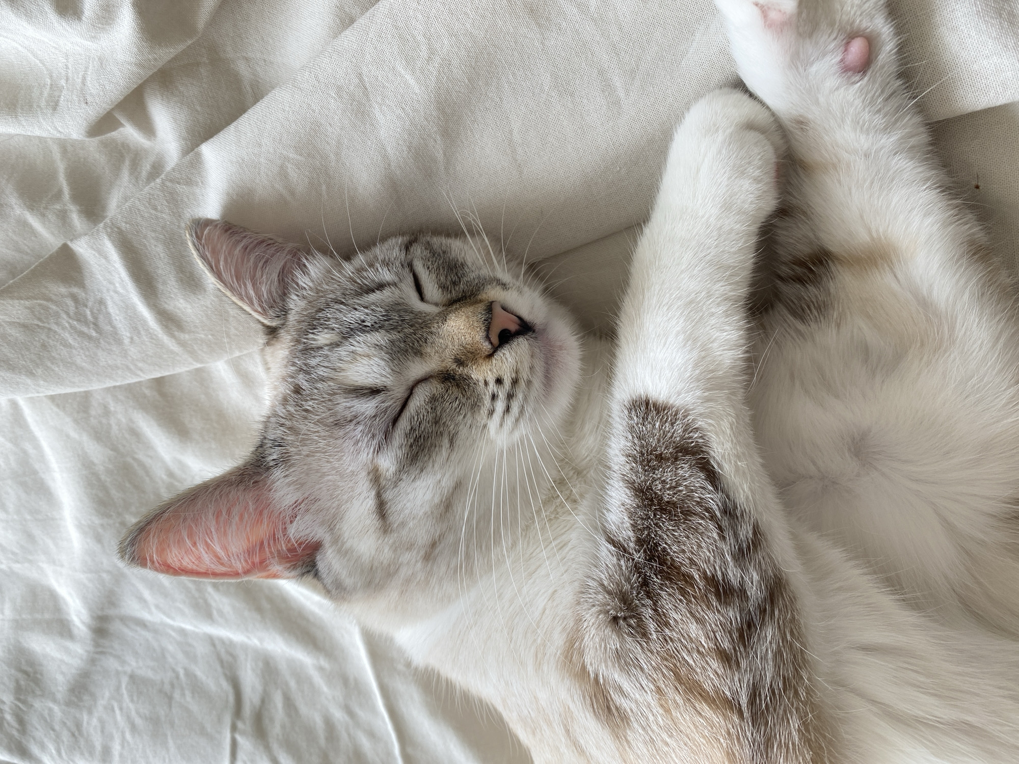 Cat observed resting on bedding in Yekaterinburg home