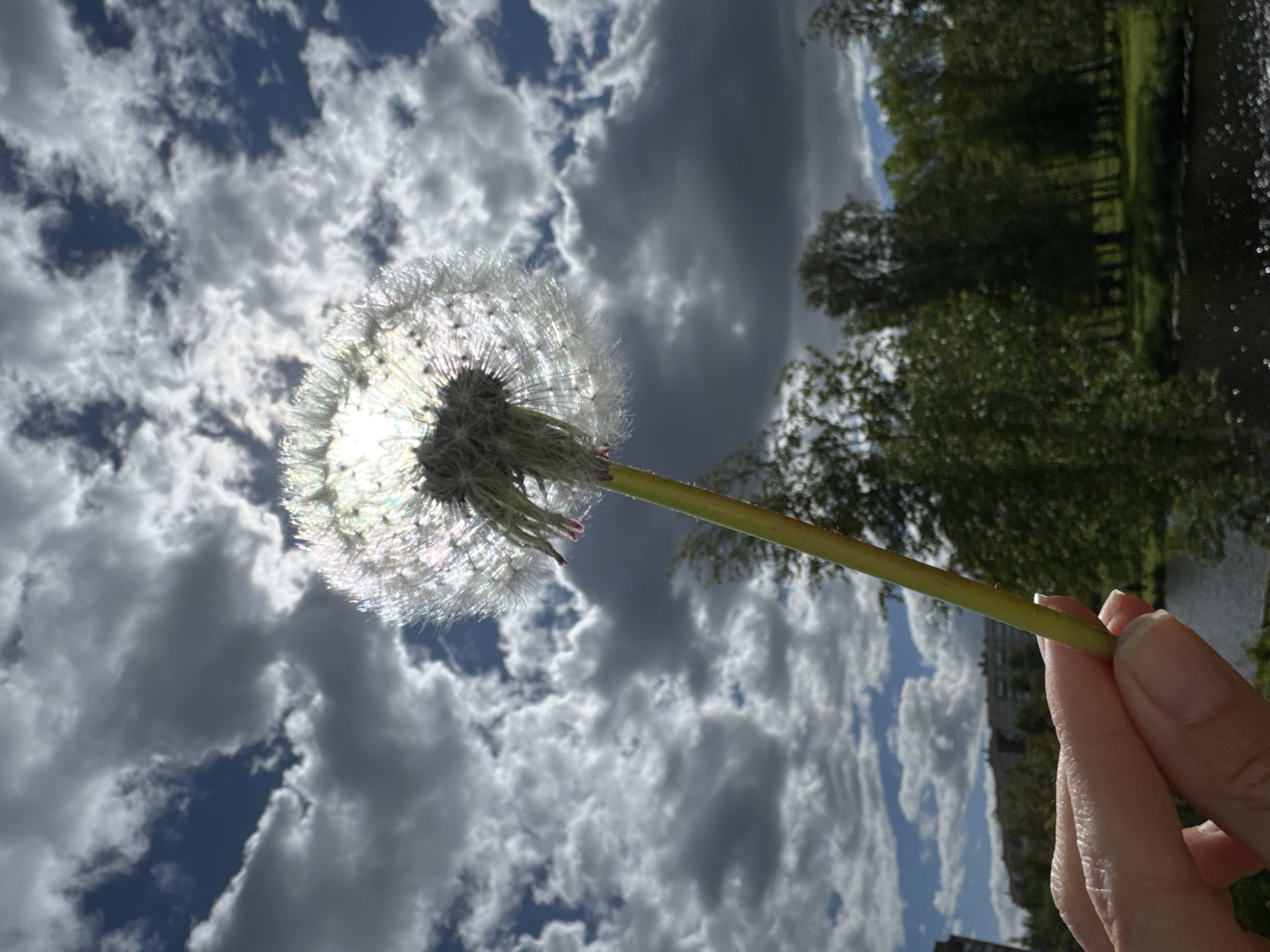 Woman with dandelions photographed in Saint Petersburg park