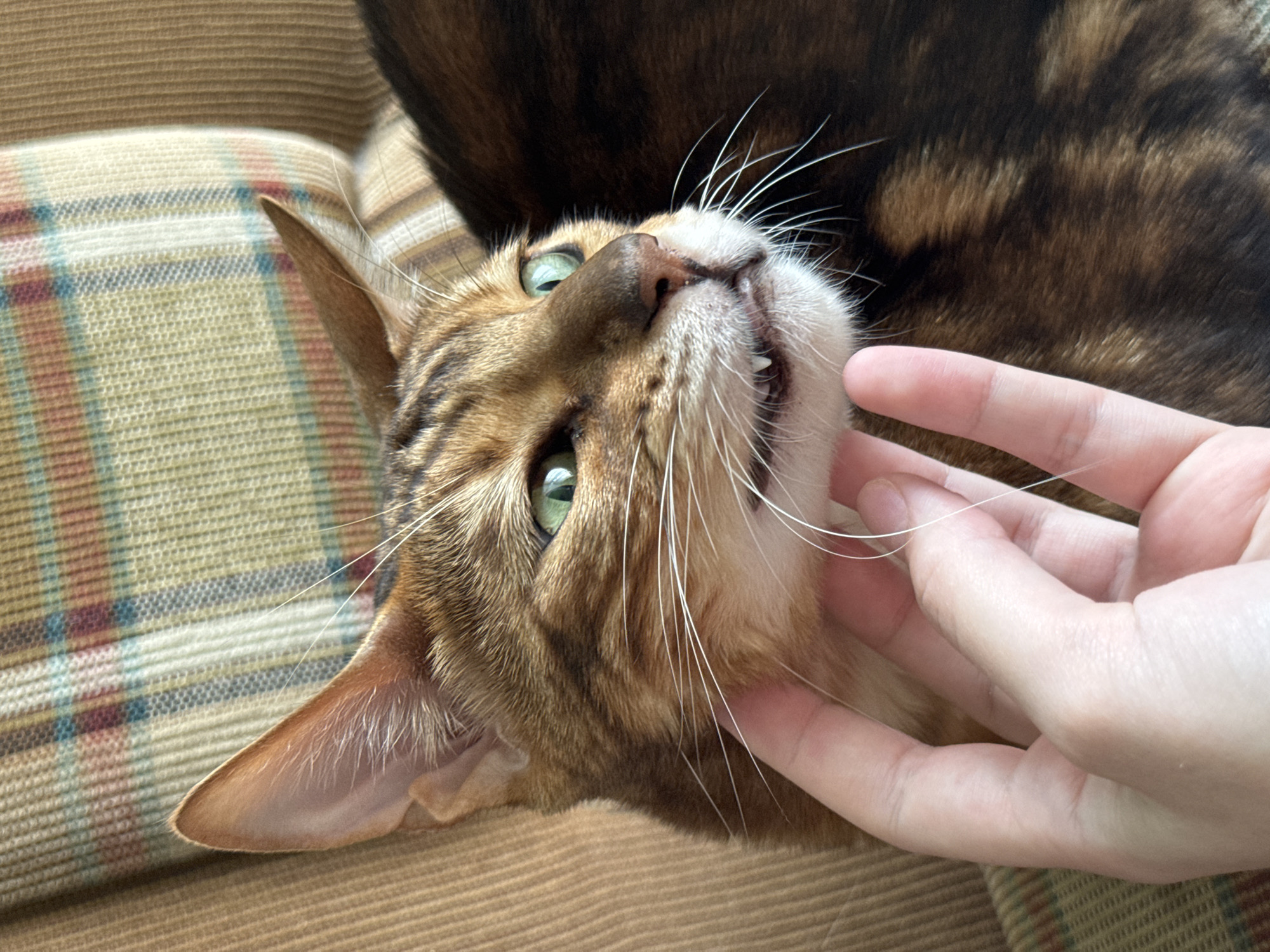 Bengal cat chills on a plaid couch at home in Russia