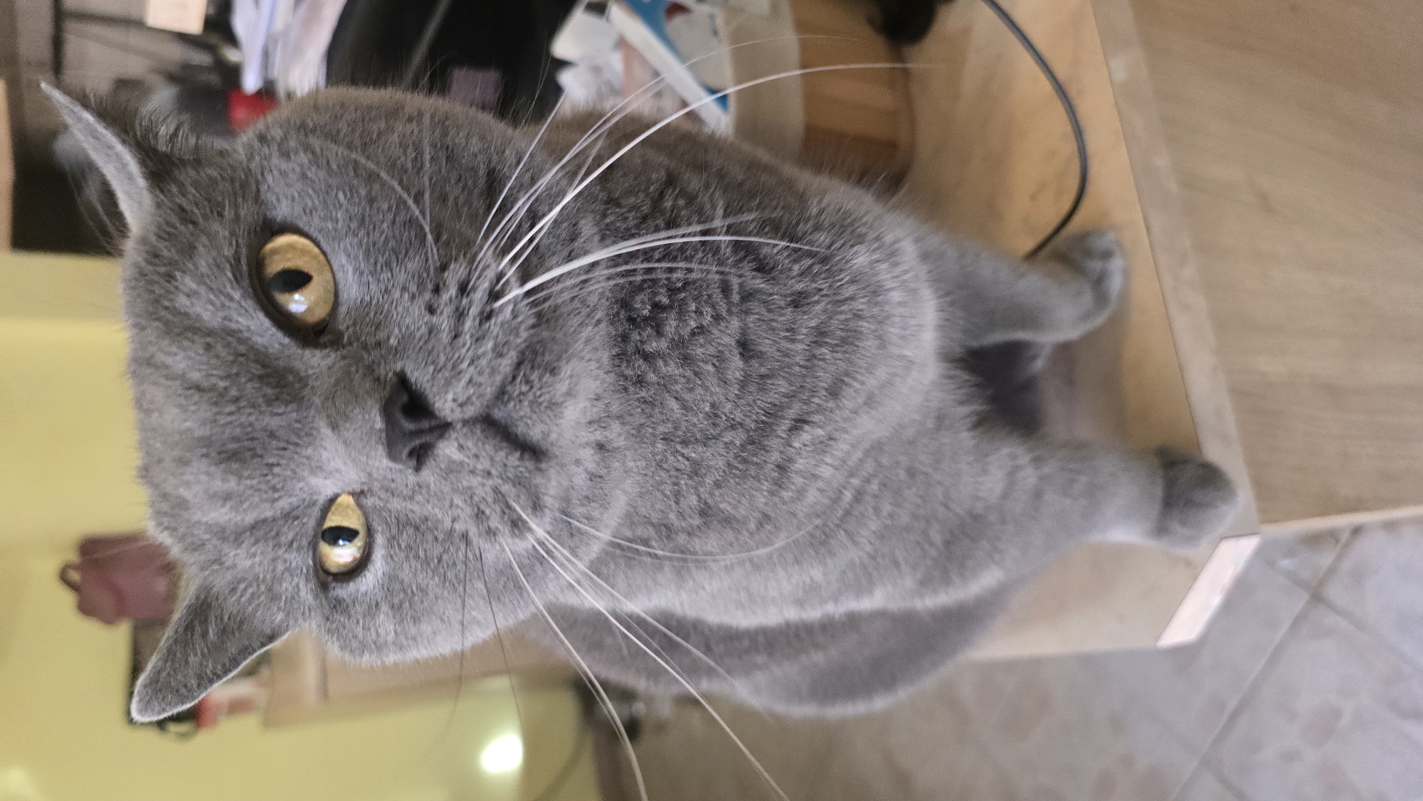 British Shorthair cat and dog hanging out at home in Varna