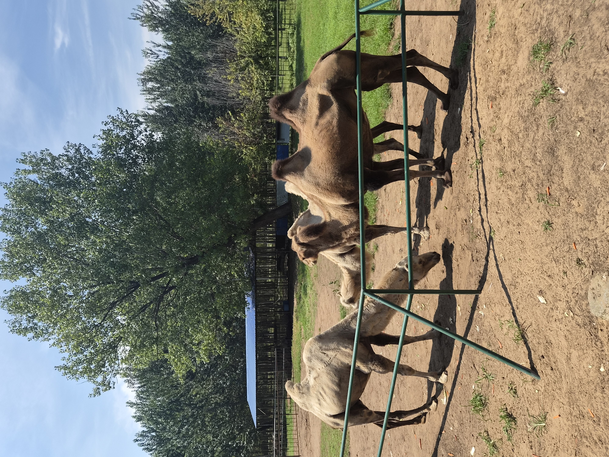 Bactrian camels and a giraffe at a Qinhuangdao wildlife park