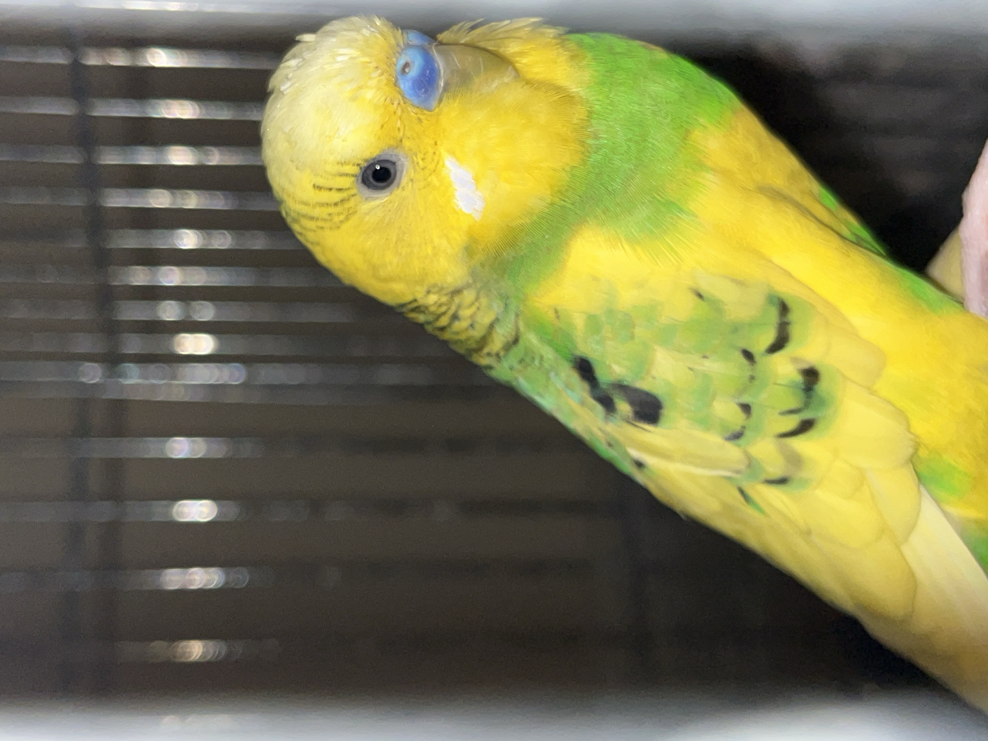 Budgerigars observed in cages during evening in Shumen, Bulgaria