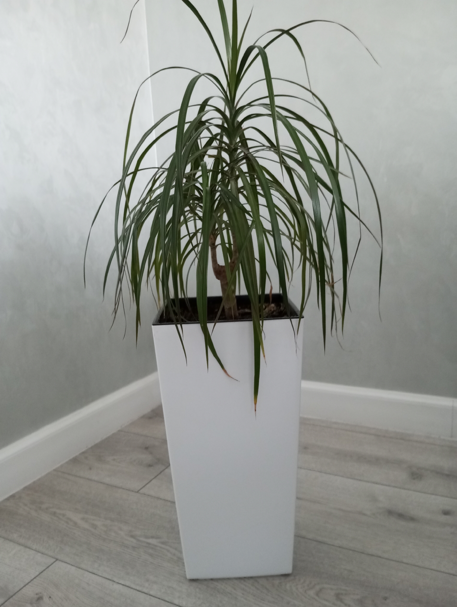 Indoor home details: plants, lights, and a LEGO build