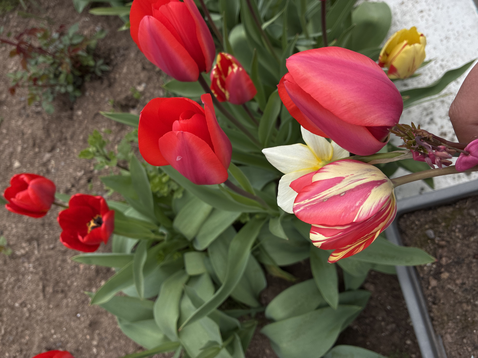 Colorful tulips bloom in Bulgarian garden