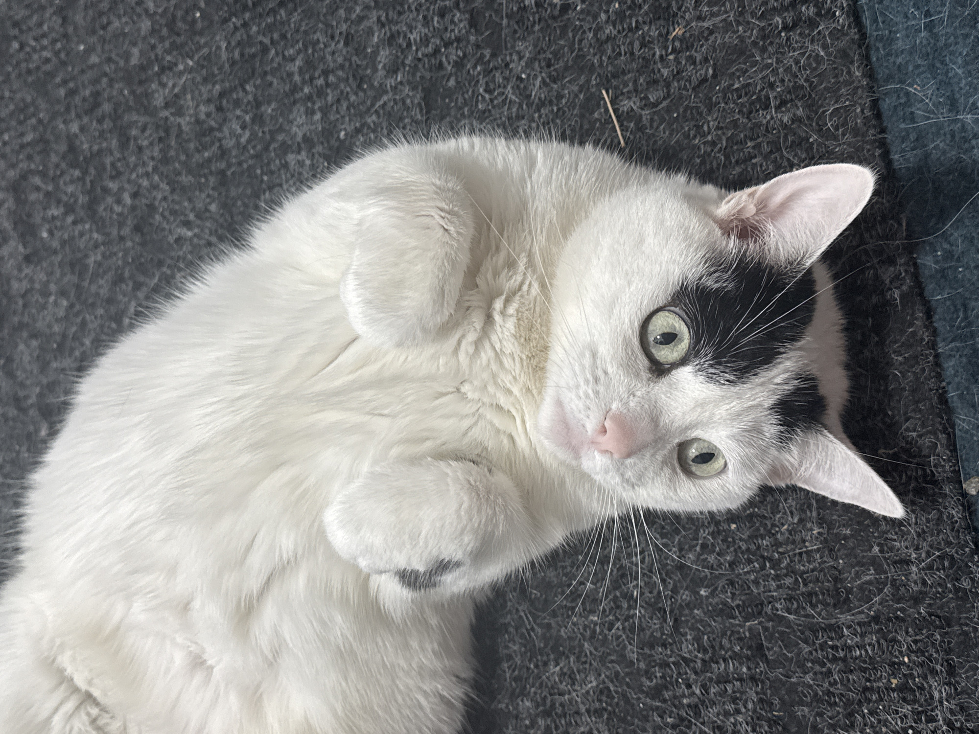 Cat and owner share playful moment in Calgary home