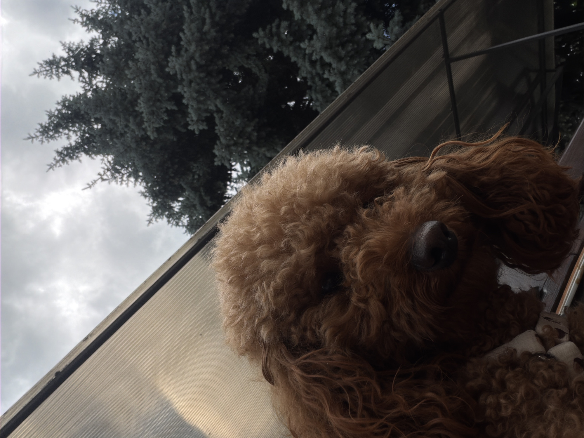 Brown poodle photographed outdoors in Dupnitsa, Bulgaria