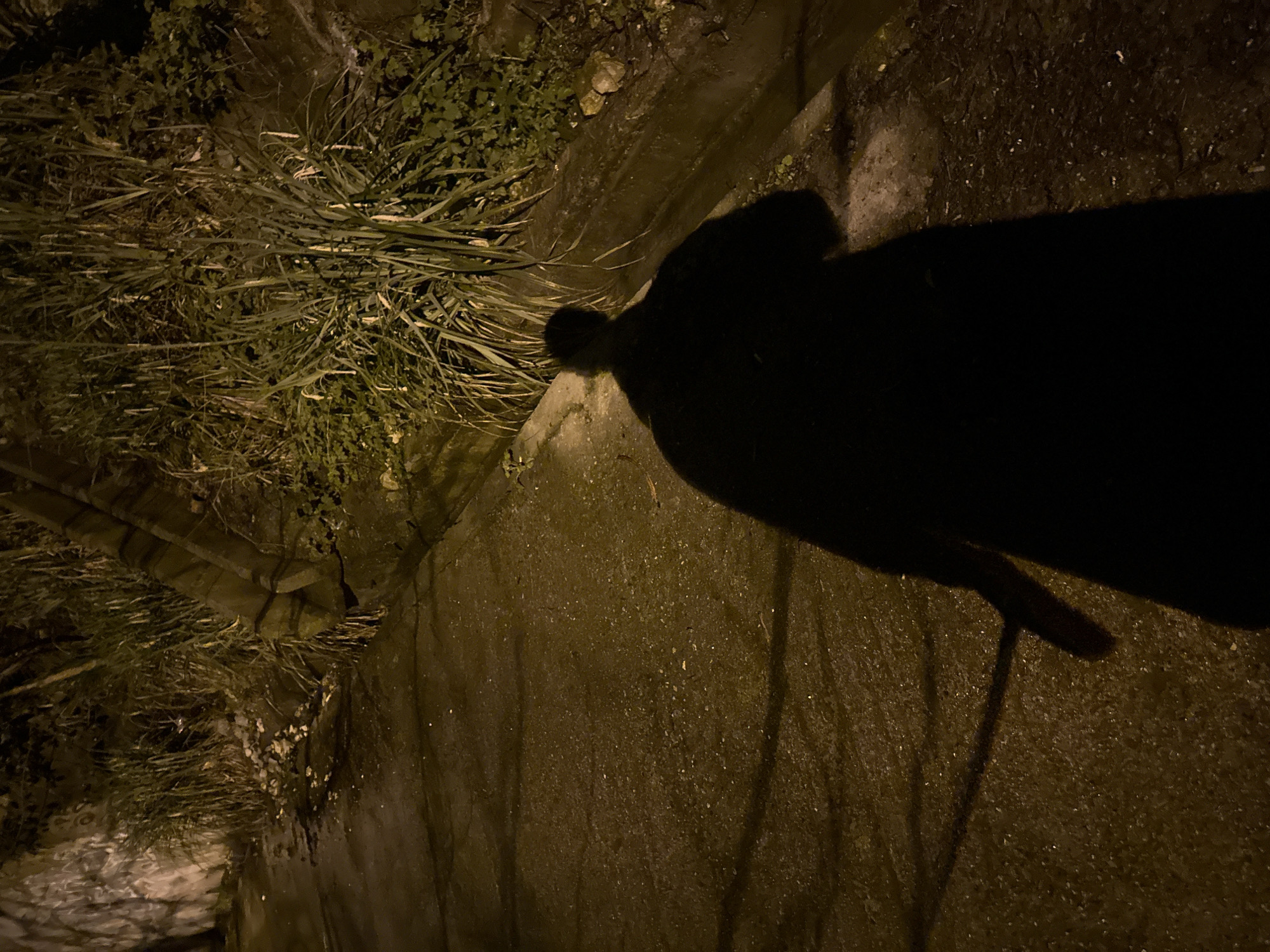 White dog rests on wet Sochi street at night