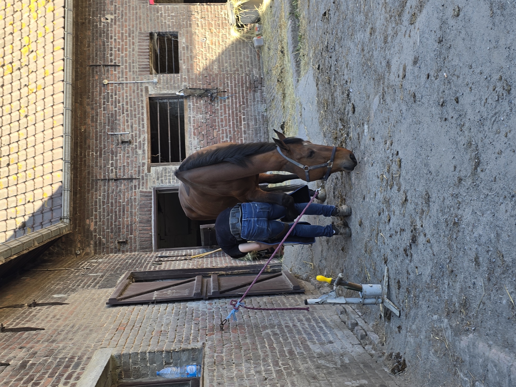 Farrier tends to horse at Belgian stable yard