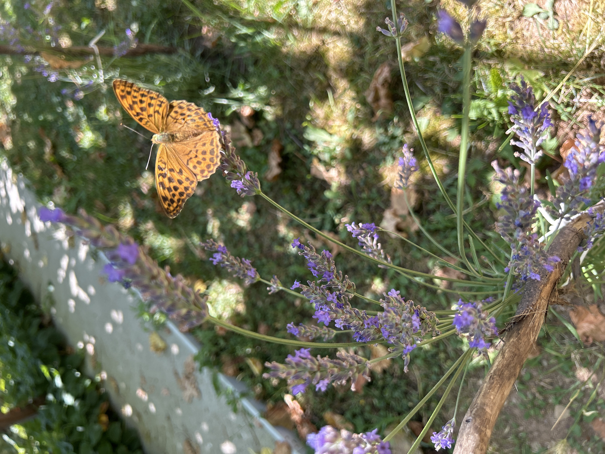 Butterflies, bees, and summer fruit in a garden