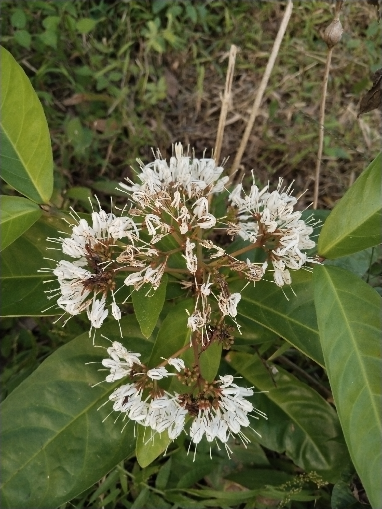 Morning nature observations document wildlife and flora in forest