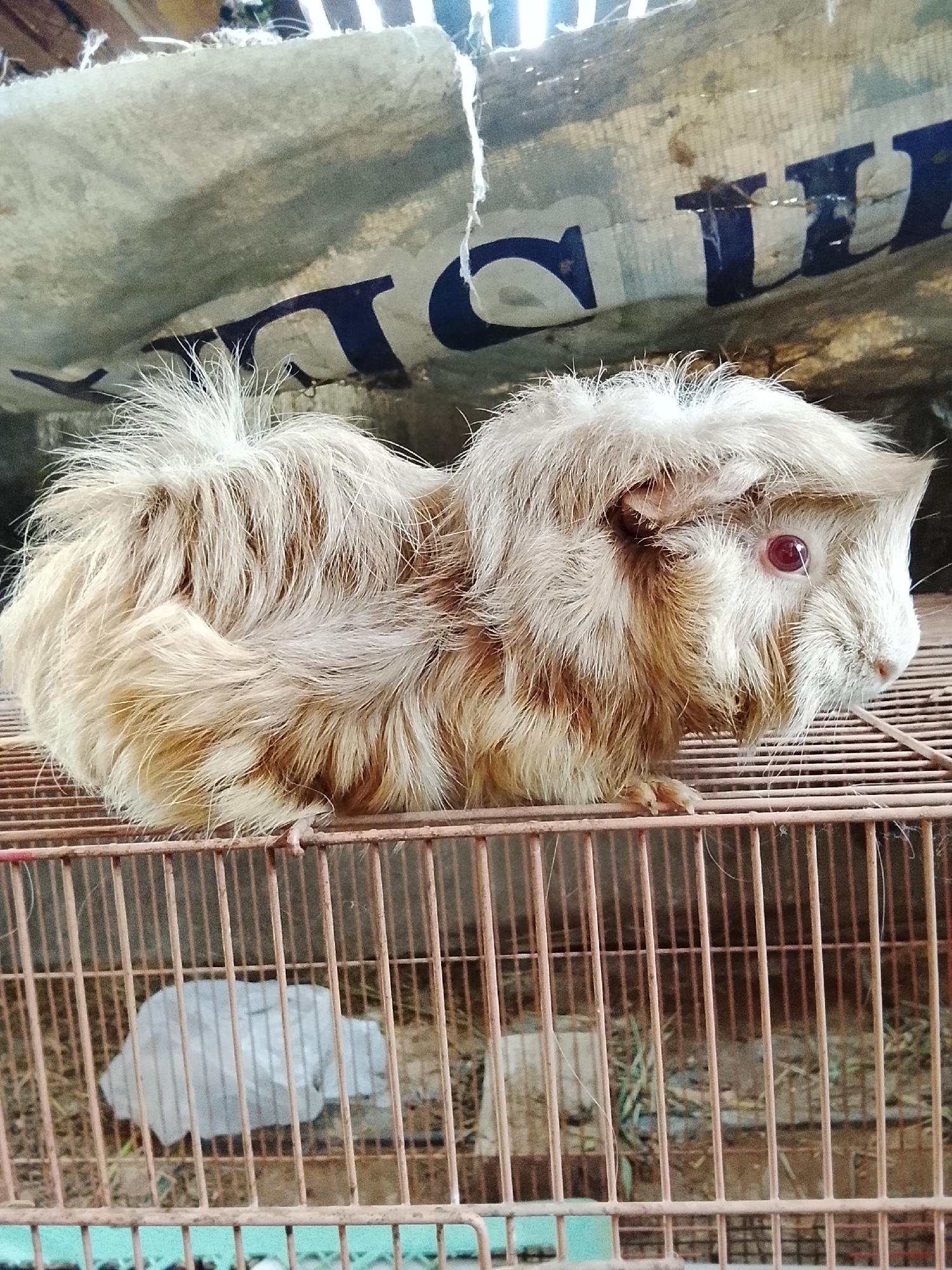 Caged guinea pigs and rabbits spotted across rural Aceh villages