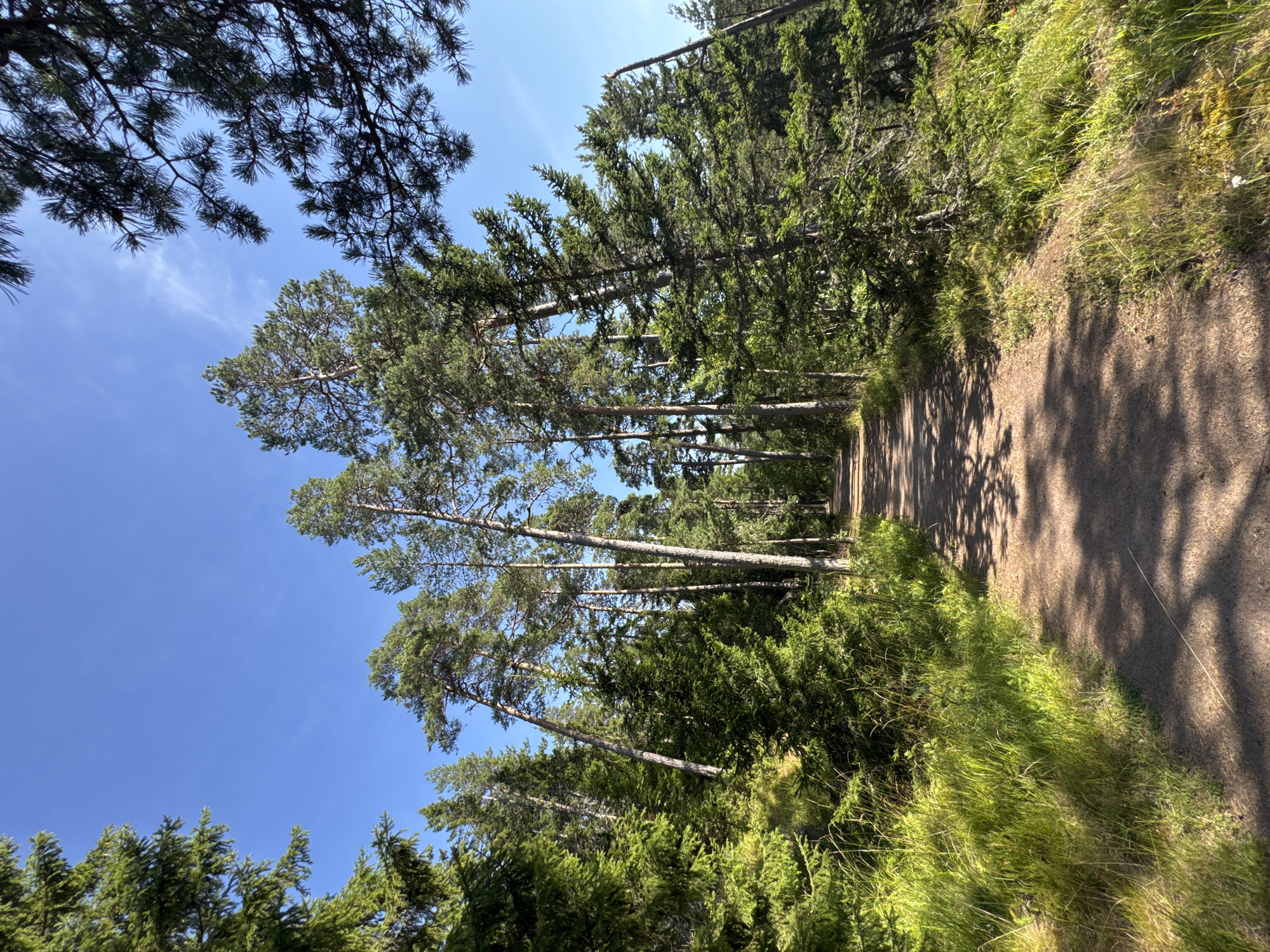 Quiet afternoon along the forest paths of Valaam Island
