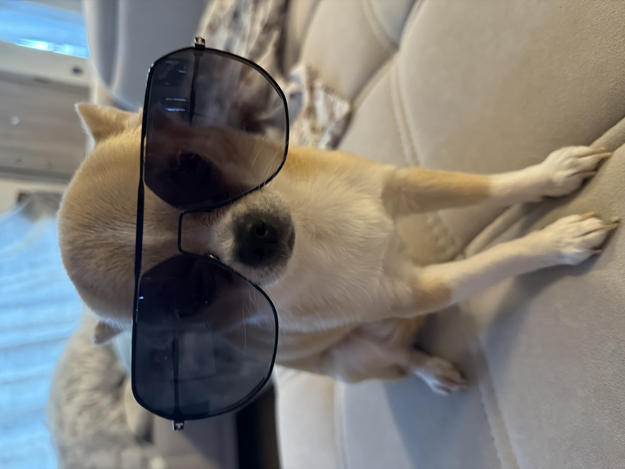 Dogs wearing sunglasses photographed in Bulgarian village