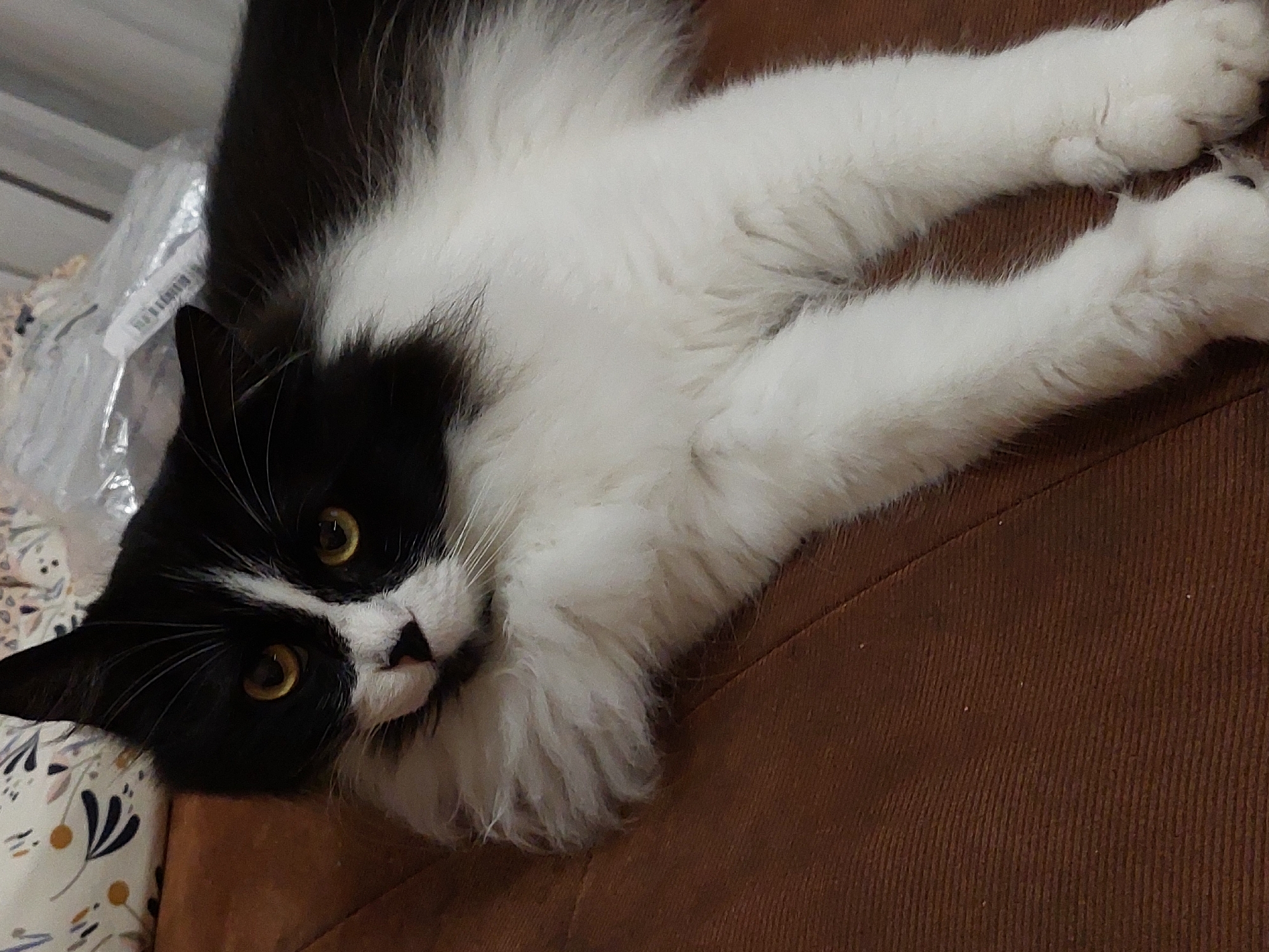 Lazy afternoon with pets in Plovdiv apartment