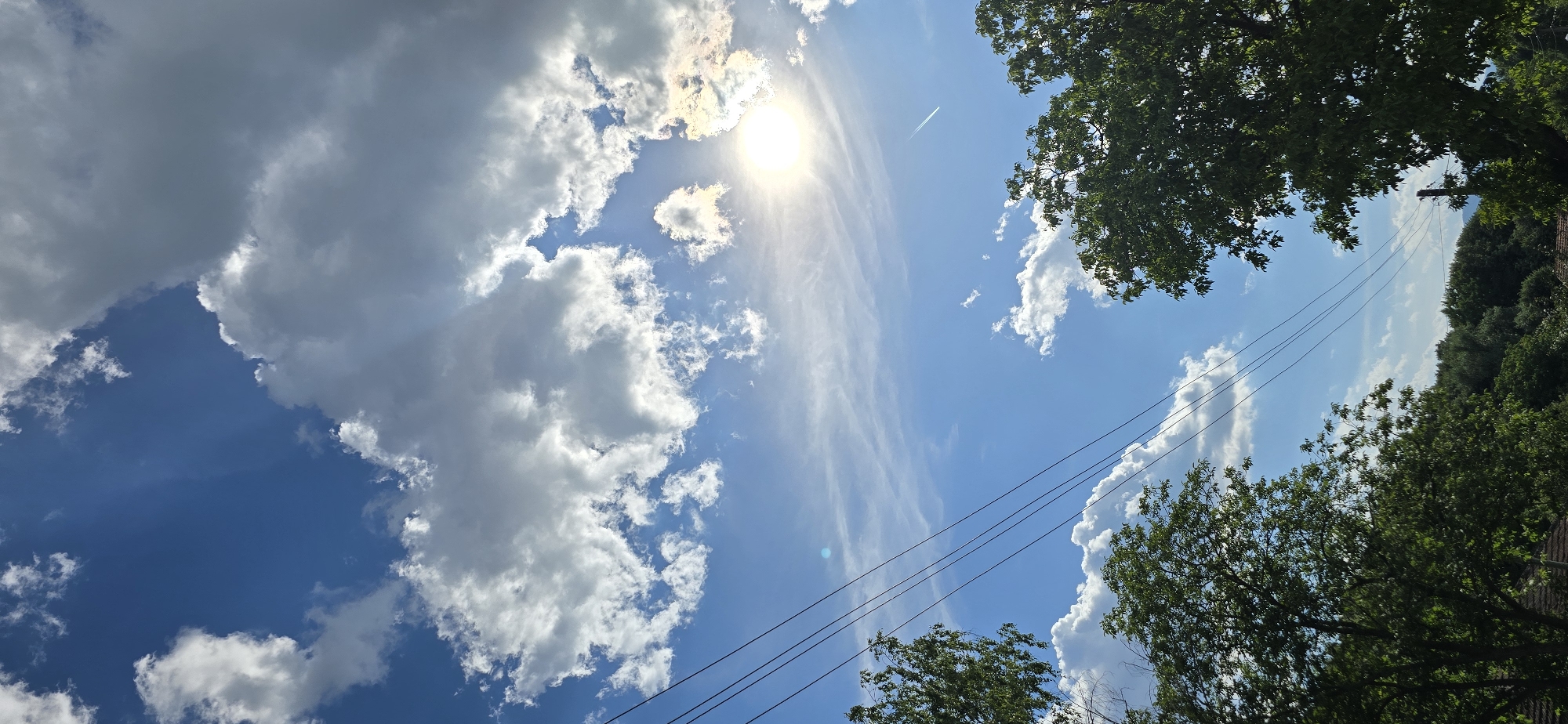 Dogs, cherry trees, and summer skies in rural Vratsa
