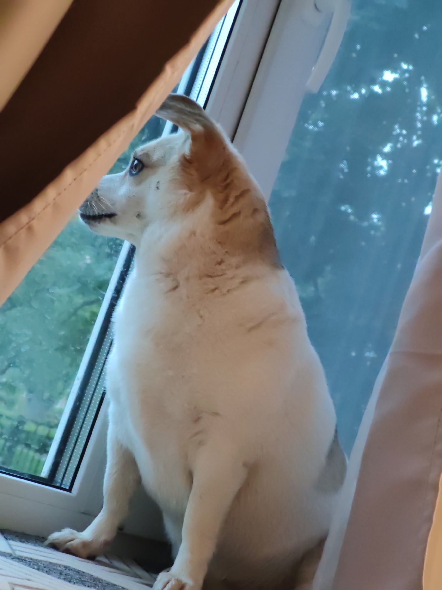 Dog spotted around city amid gardens and stormy skies